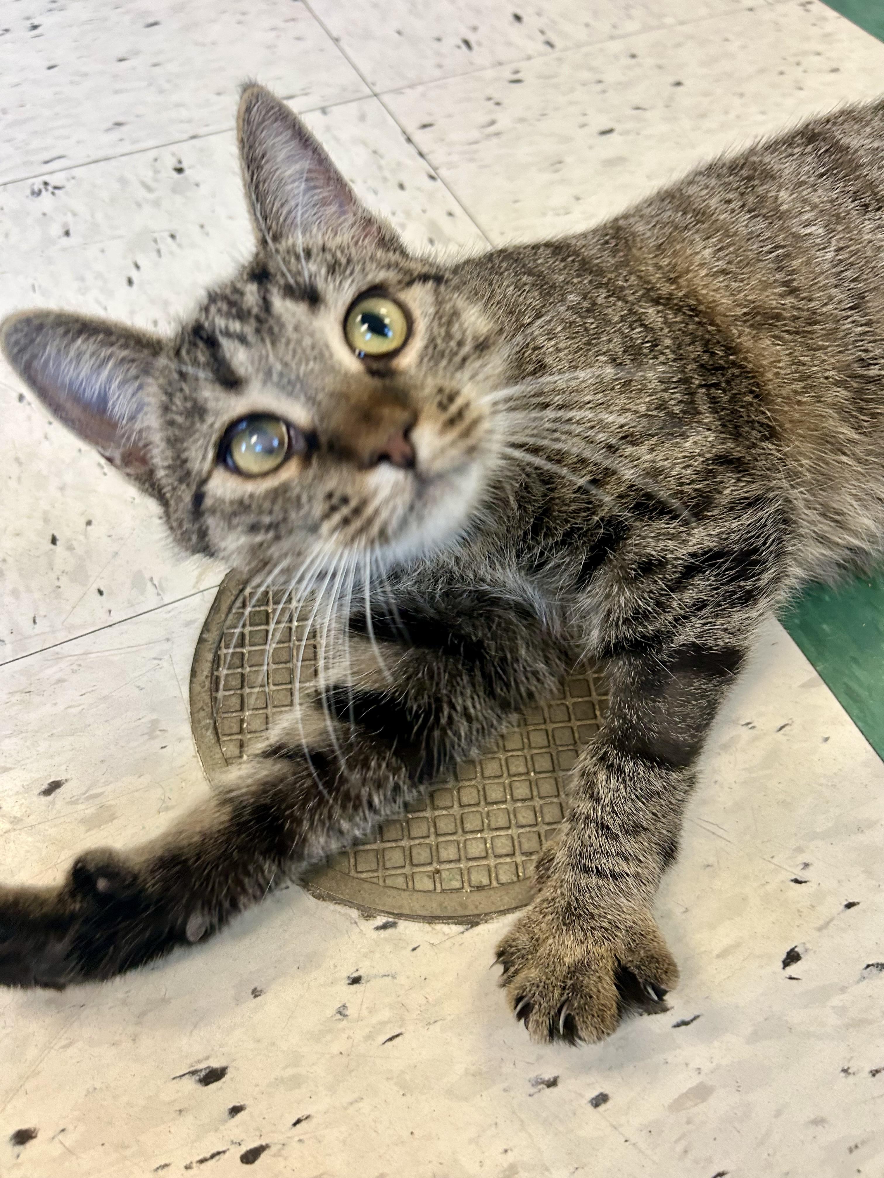 Enlarge Clarissa , an adopted Domestic Short Hair in Providence, RI image 5/6