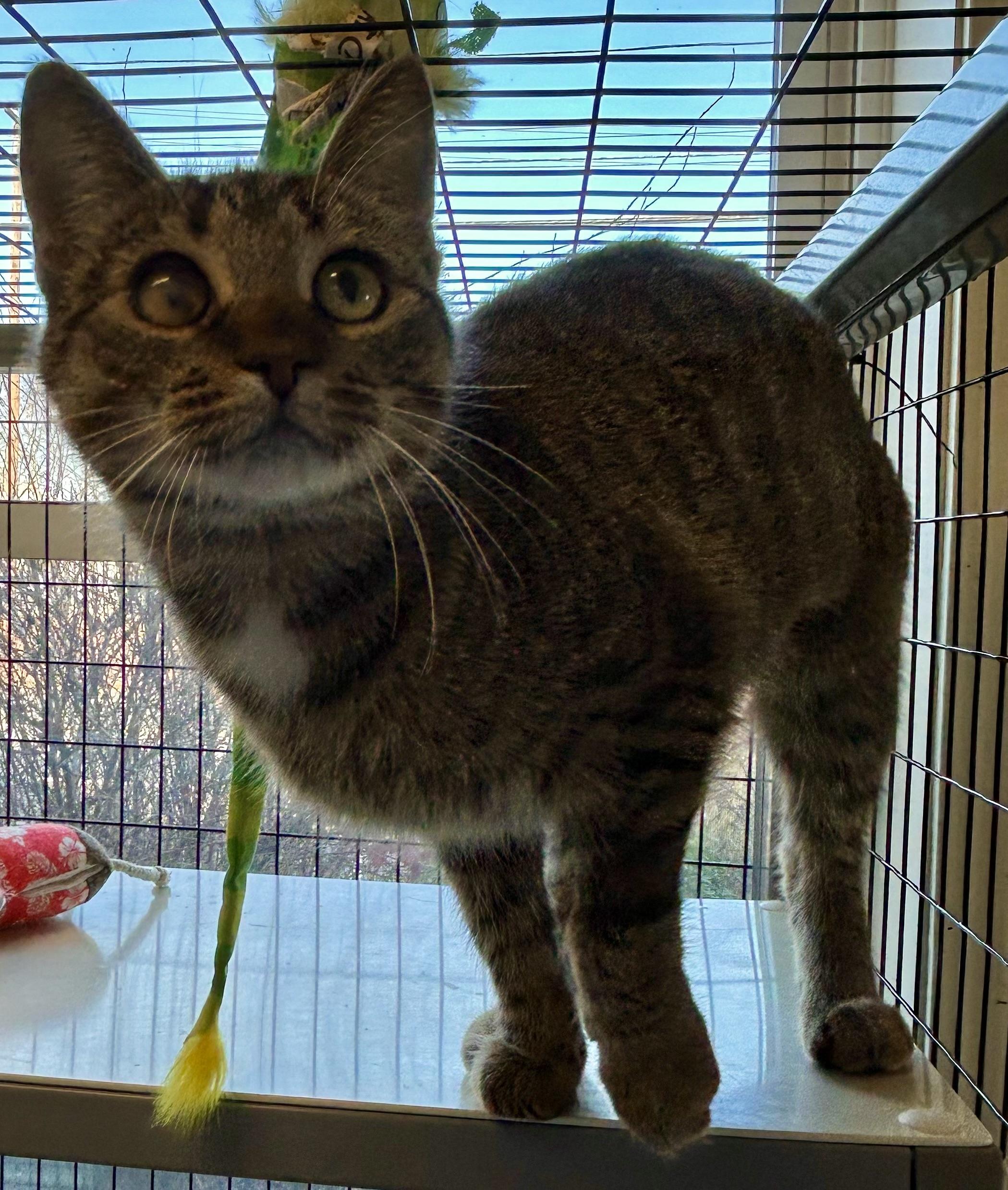 Clarissa , a ADOPTABLE Domestic Short Hair in Providence, RI image 5/6