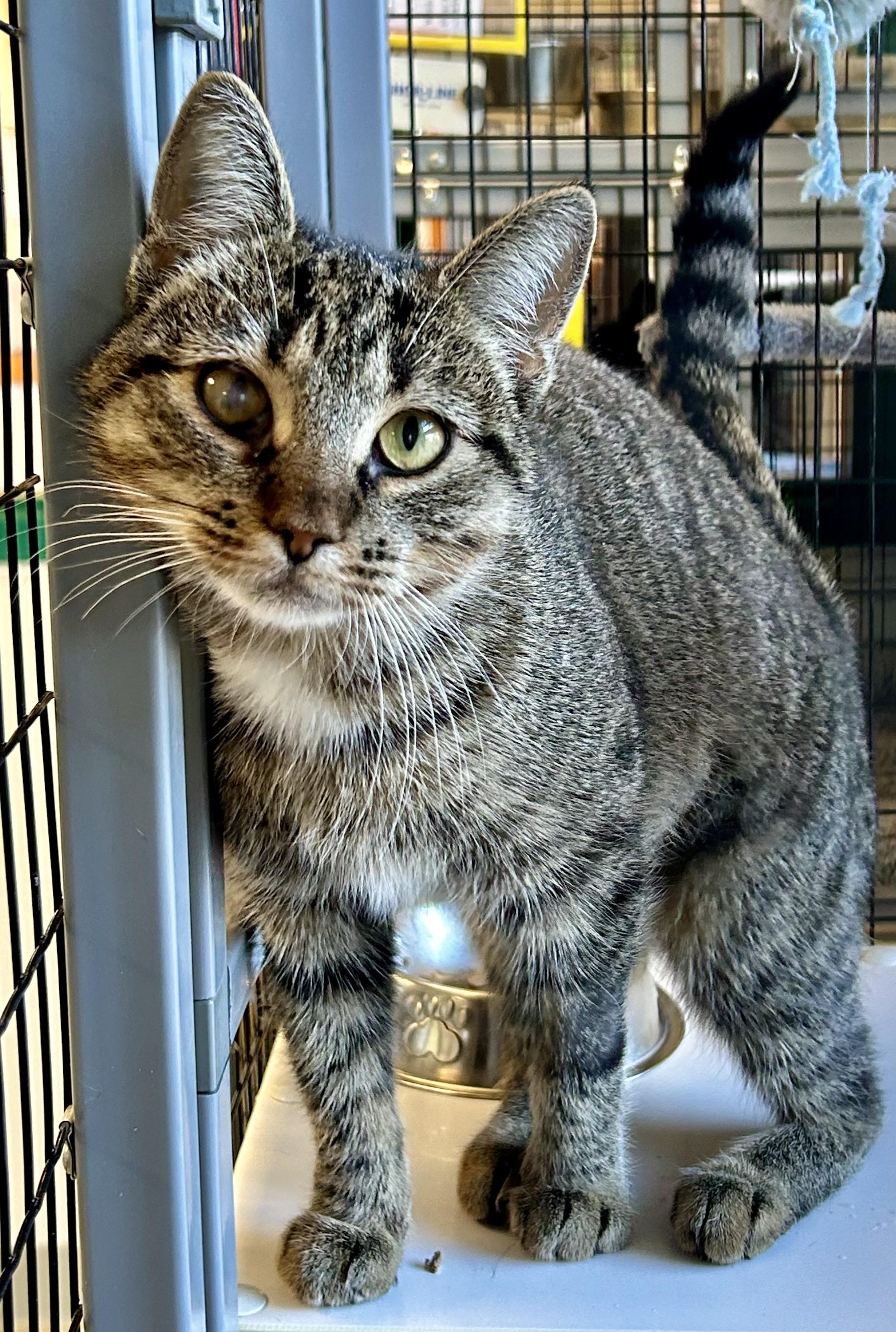 Clarissa , a ADOPTABLE Domestic Short Hair in Providence, RI image 6/6