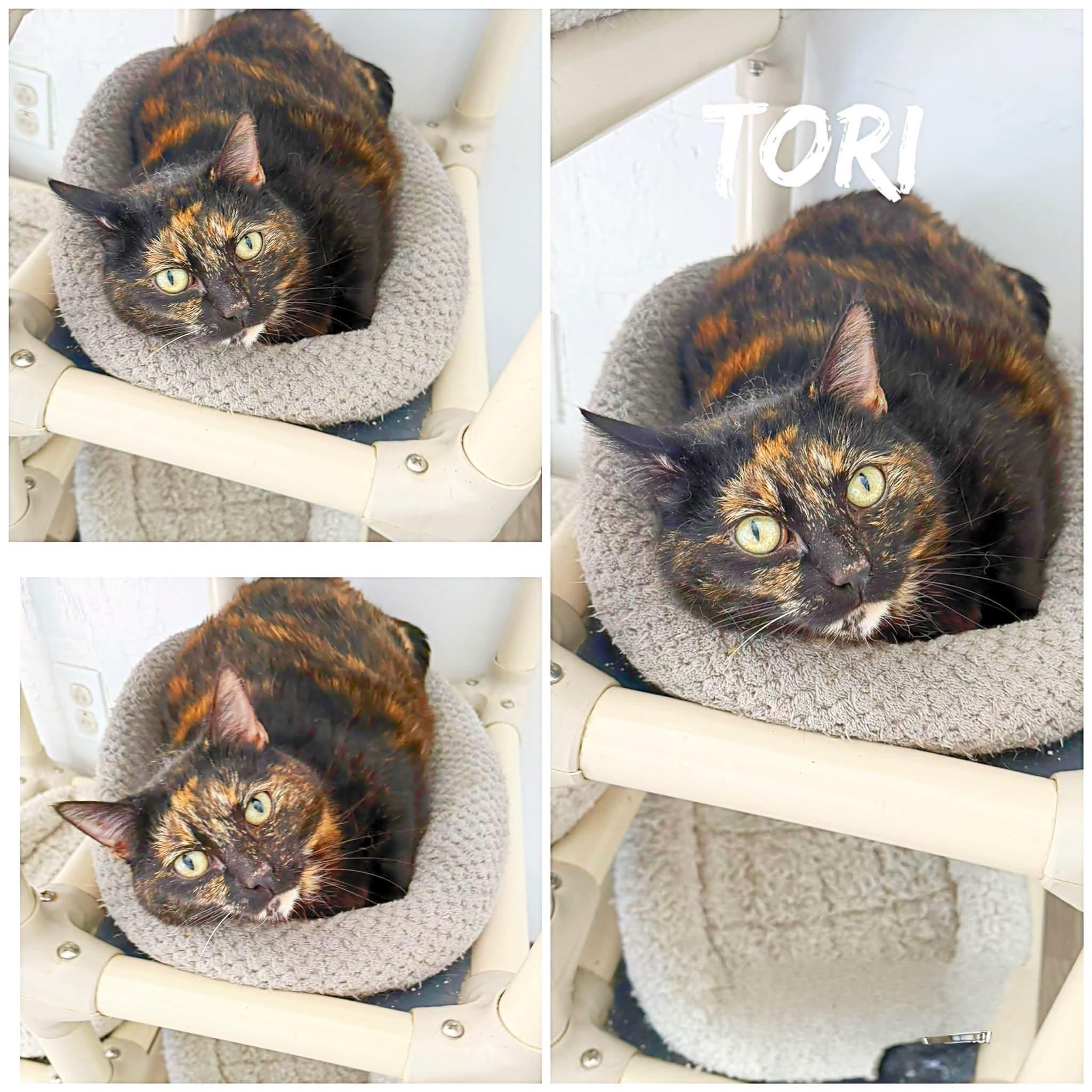 Tori, ADOPTABLE, Adult Female Domestic Short Hair.