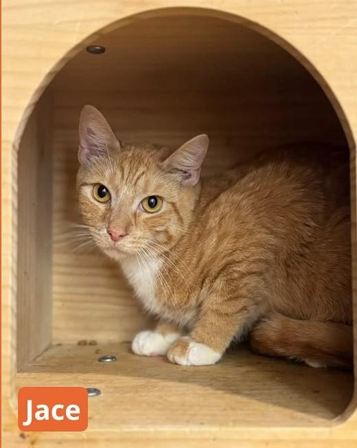 Enlarge Jace, a ADOPTABLE Domestic Short Hair in New Haven, CT image 1/1