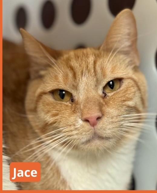 Enlarge Jace, a ADOPTABLE Domestic Short Hair in New Haven, CT image 2/2