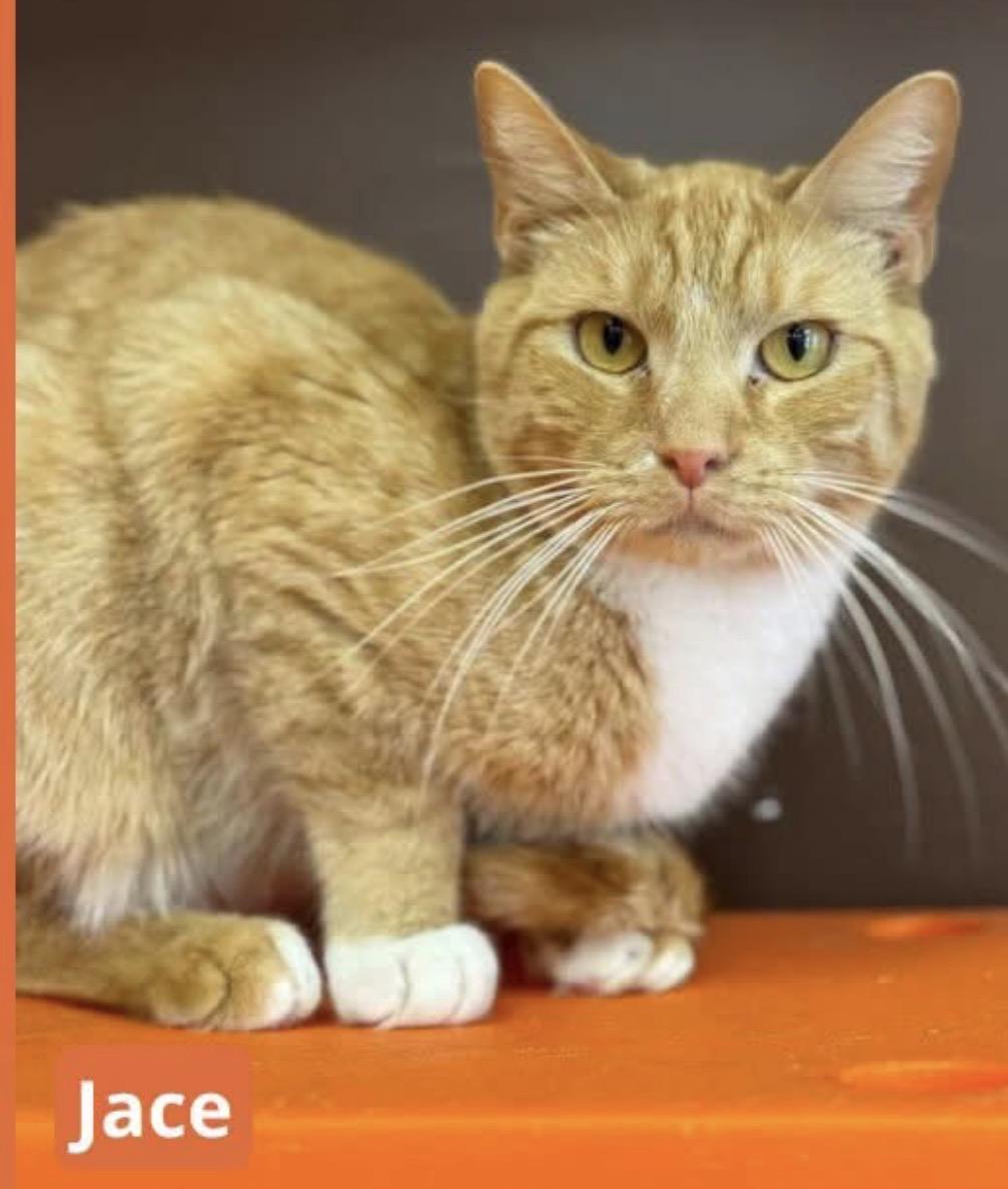 Jace, Adoptable, Young Male Domestic Short Hair.