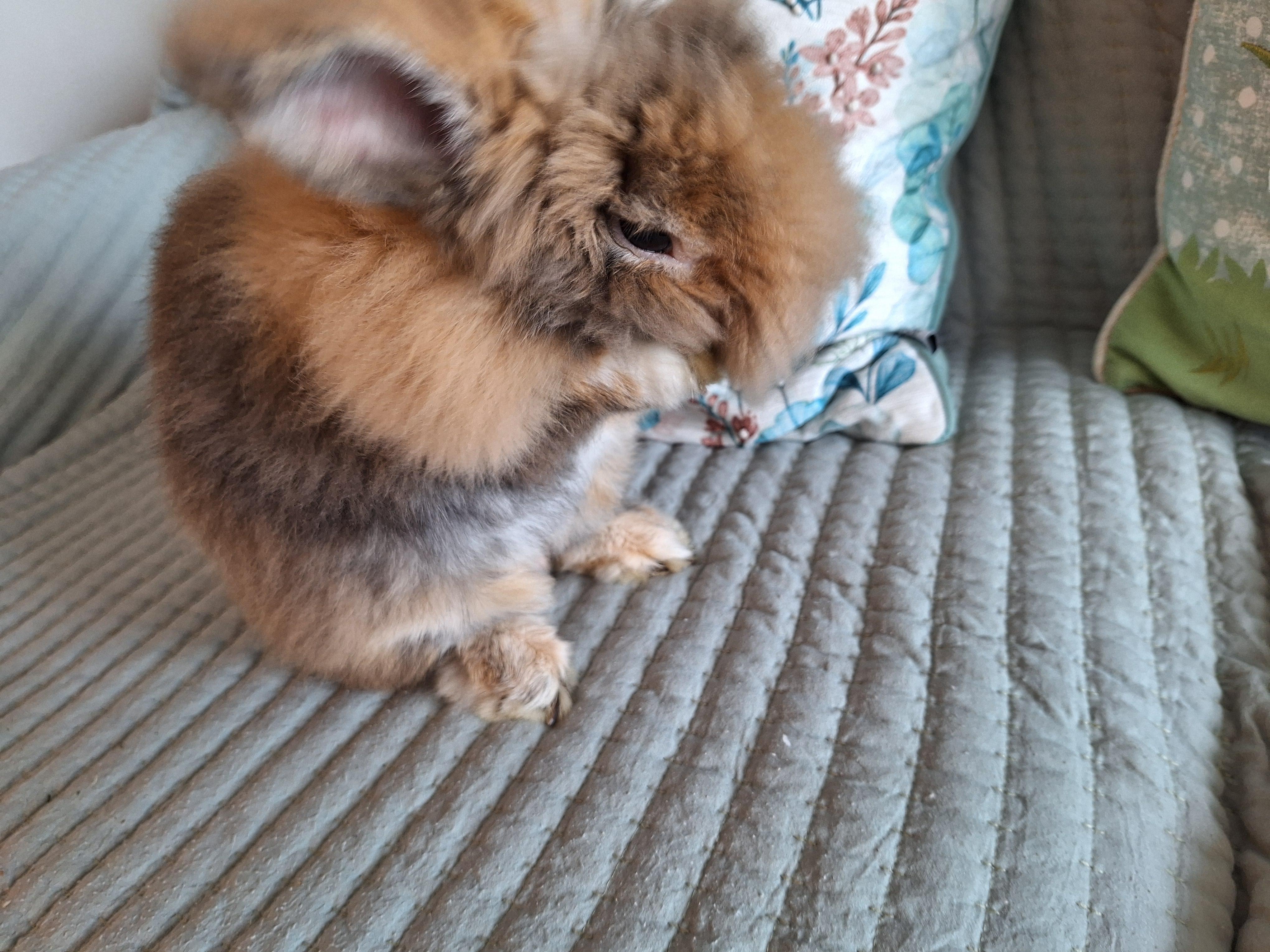 Arlo, Adult Male Lionhead