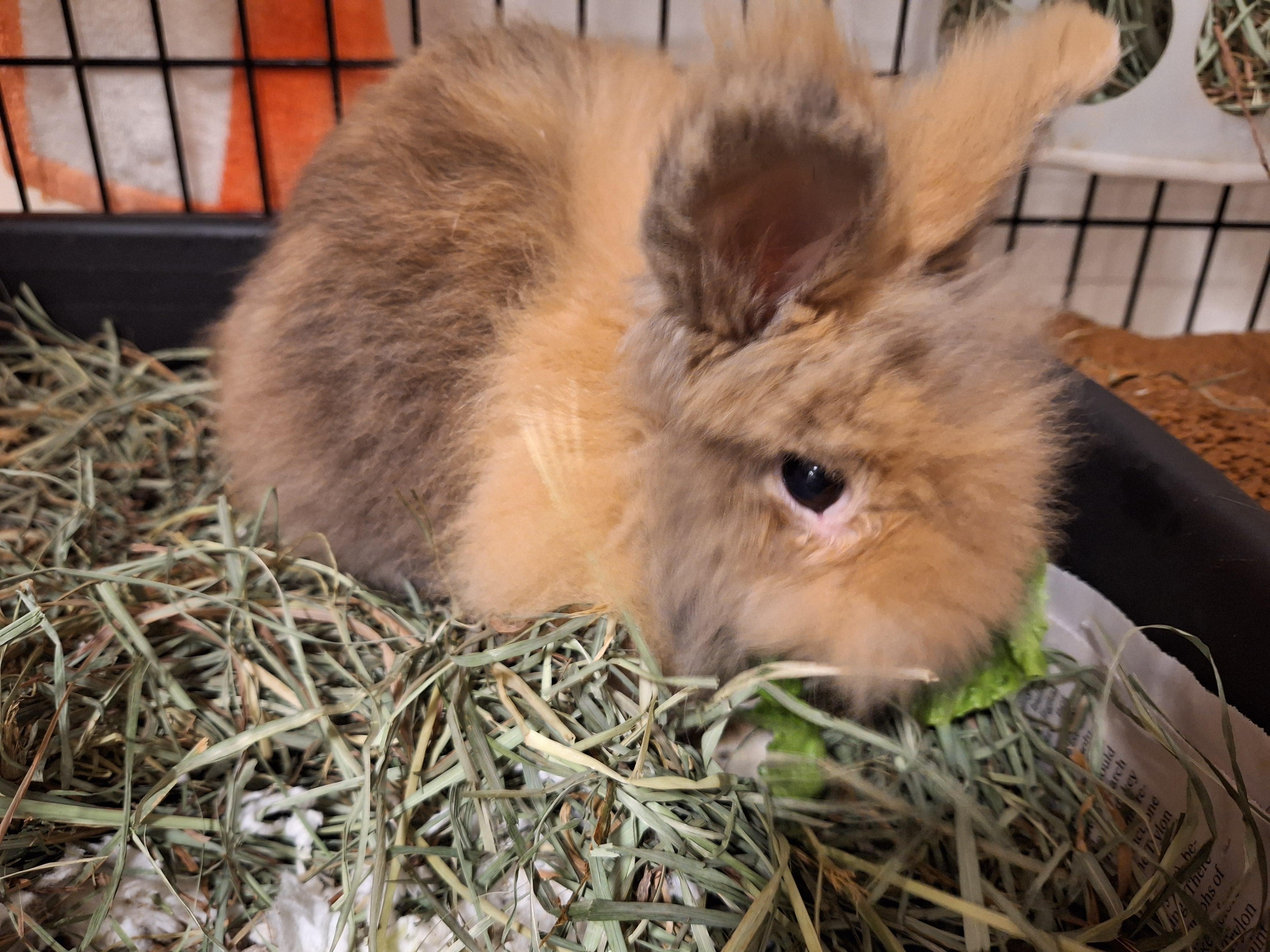 Arlo, Adult Male unknown
