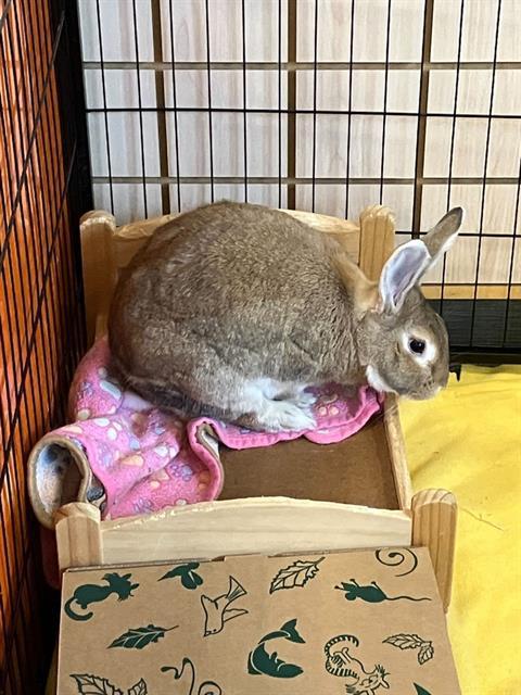 Enlarge SANDY, a Adoptable Bunny Rabbit in Alameda, CA image 1/1