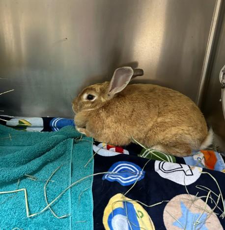 SANDY, Adoptable, Adult Female Bunny Rabbit.