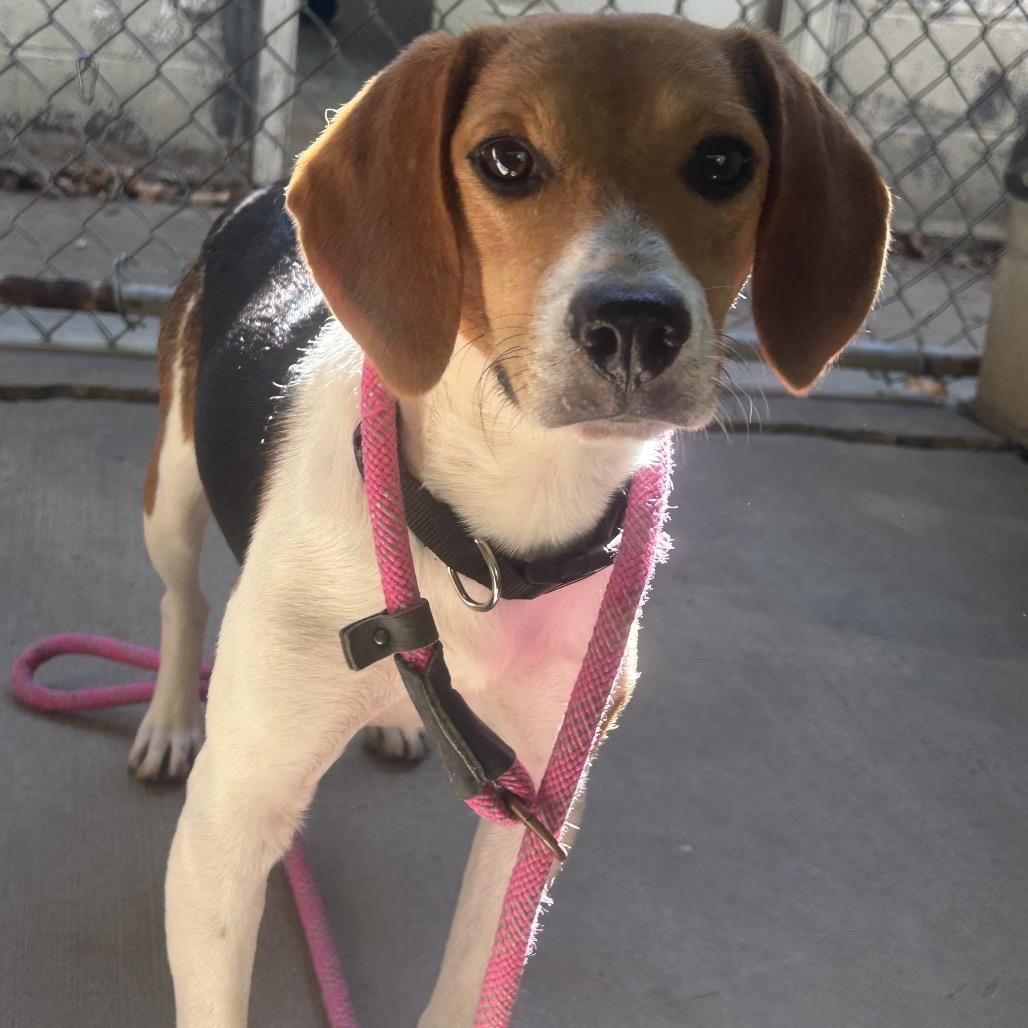 Enlarge Troy, a Adoptable Beagle in Greenville, PA image 1/4