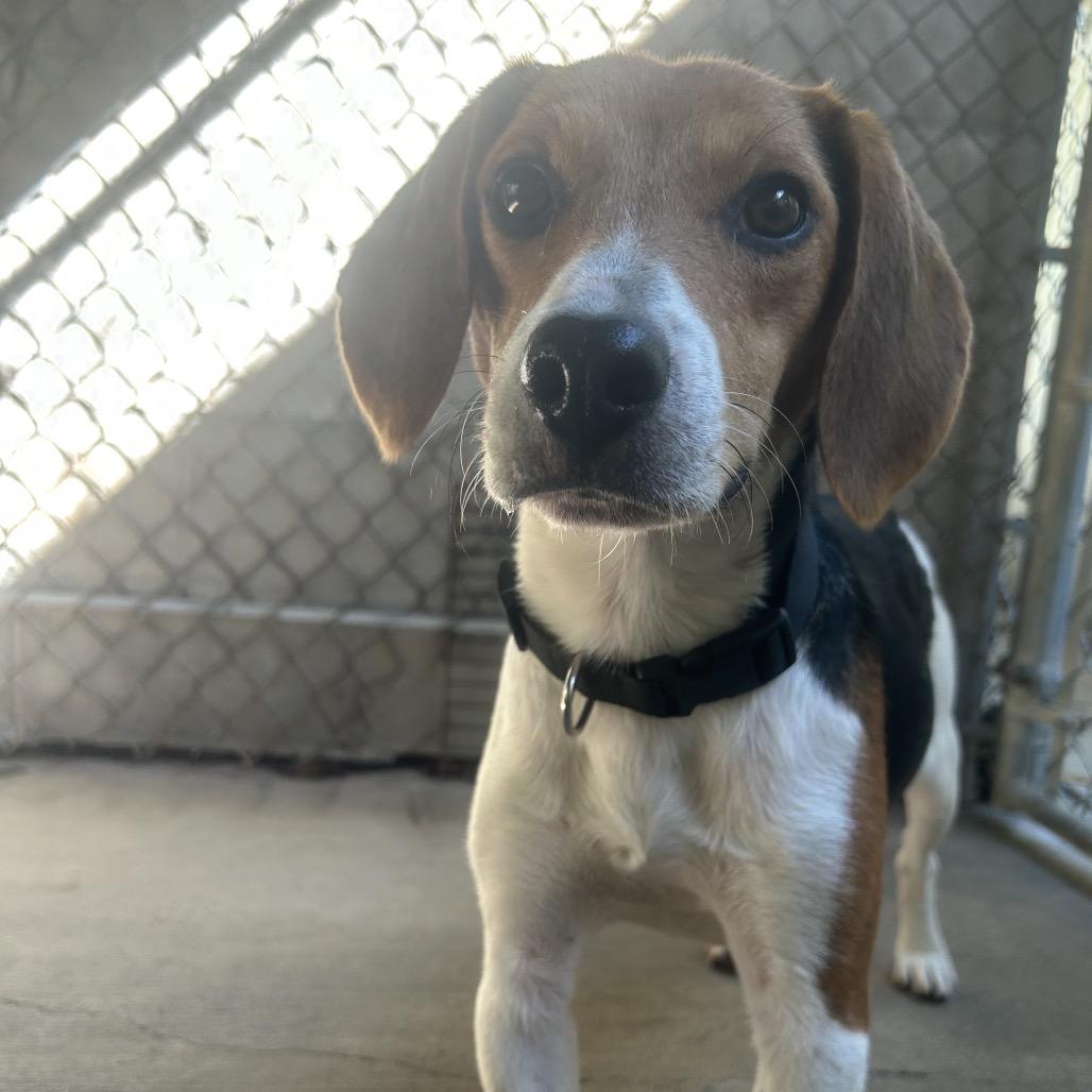 Enlarge Troy, a Adoptable Beagle in Greenville, PA image 2/4