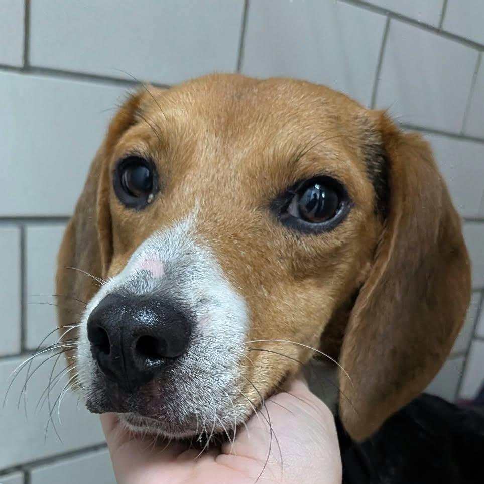 Enlarge Troy, a Adoptable Beagle in Greenville, PA image 3/4