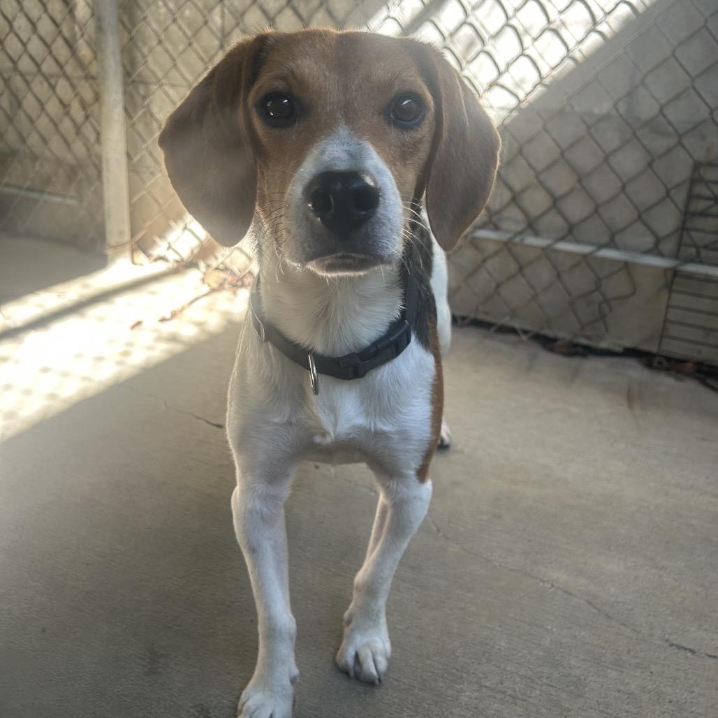 Enlarge Troy, a Adoptable Beagle in Greenville, PA image 4/4