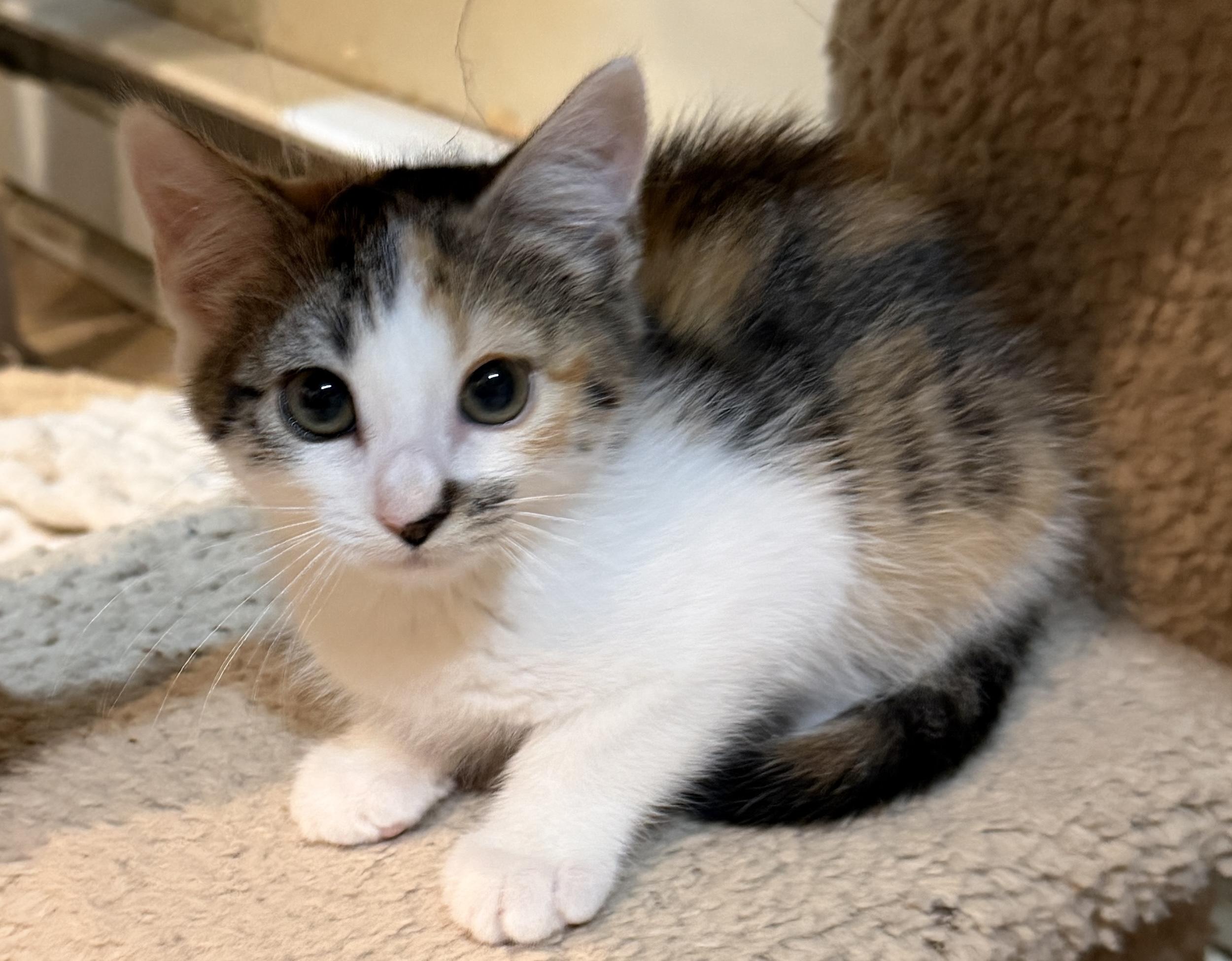 Cali, an adopted Domestic Short Hair in East Hanover, NJ image 2/2
