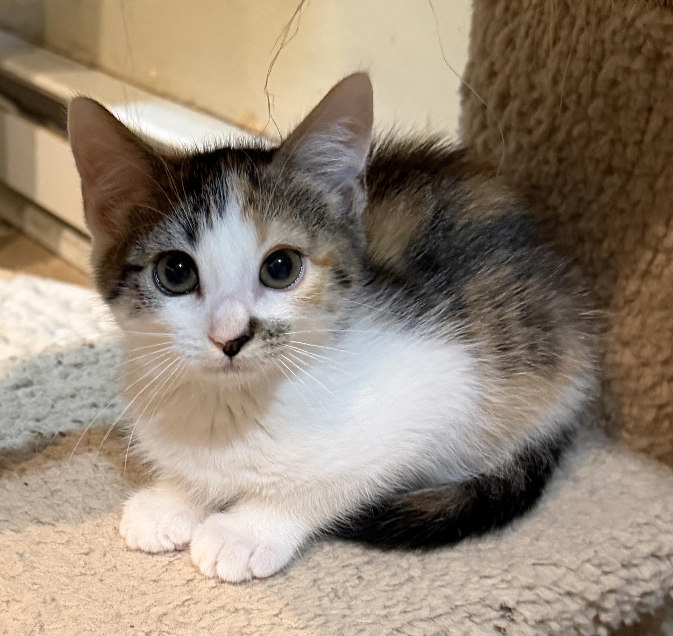 Cali, adopted, Kitten Female Domestic Short Hair.