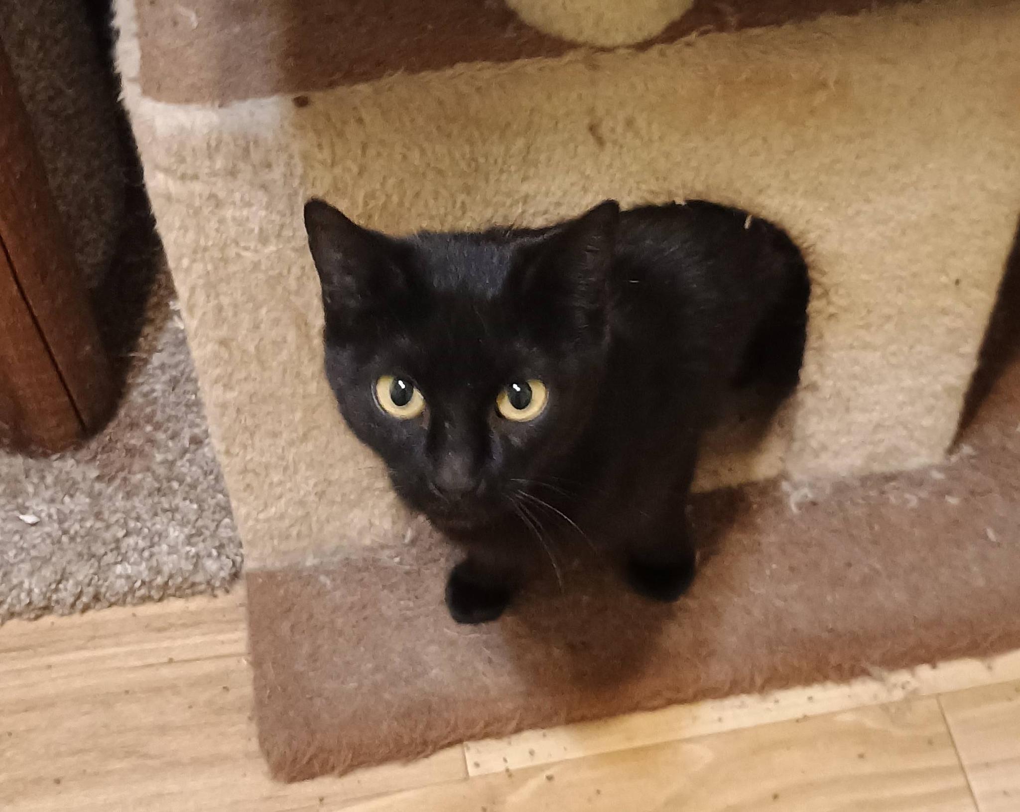 Cleo - cuddly & playful, adopted, Young Female Domestic Short Hair.