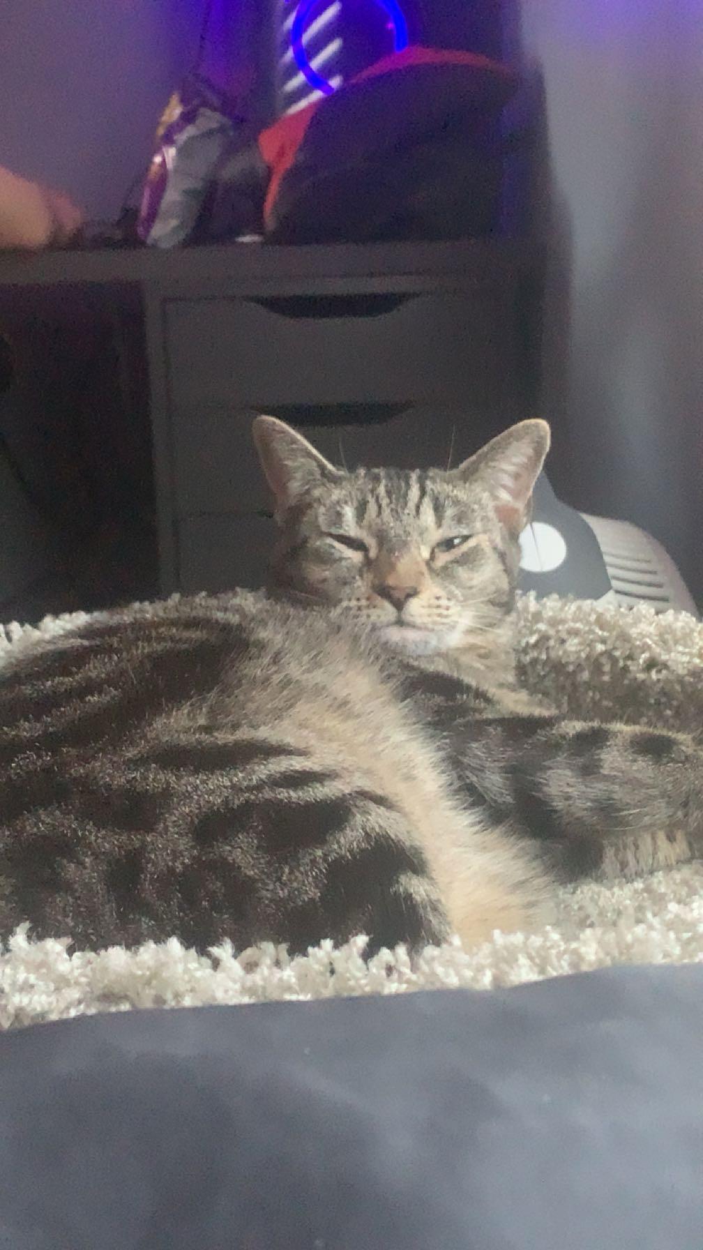 Ari, a Adoptable Domestic Short Hair in Long Beach, CA image 1/3