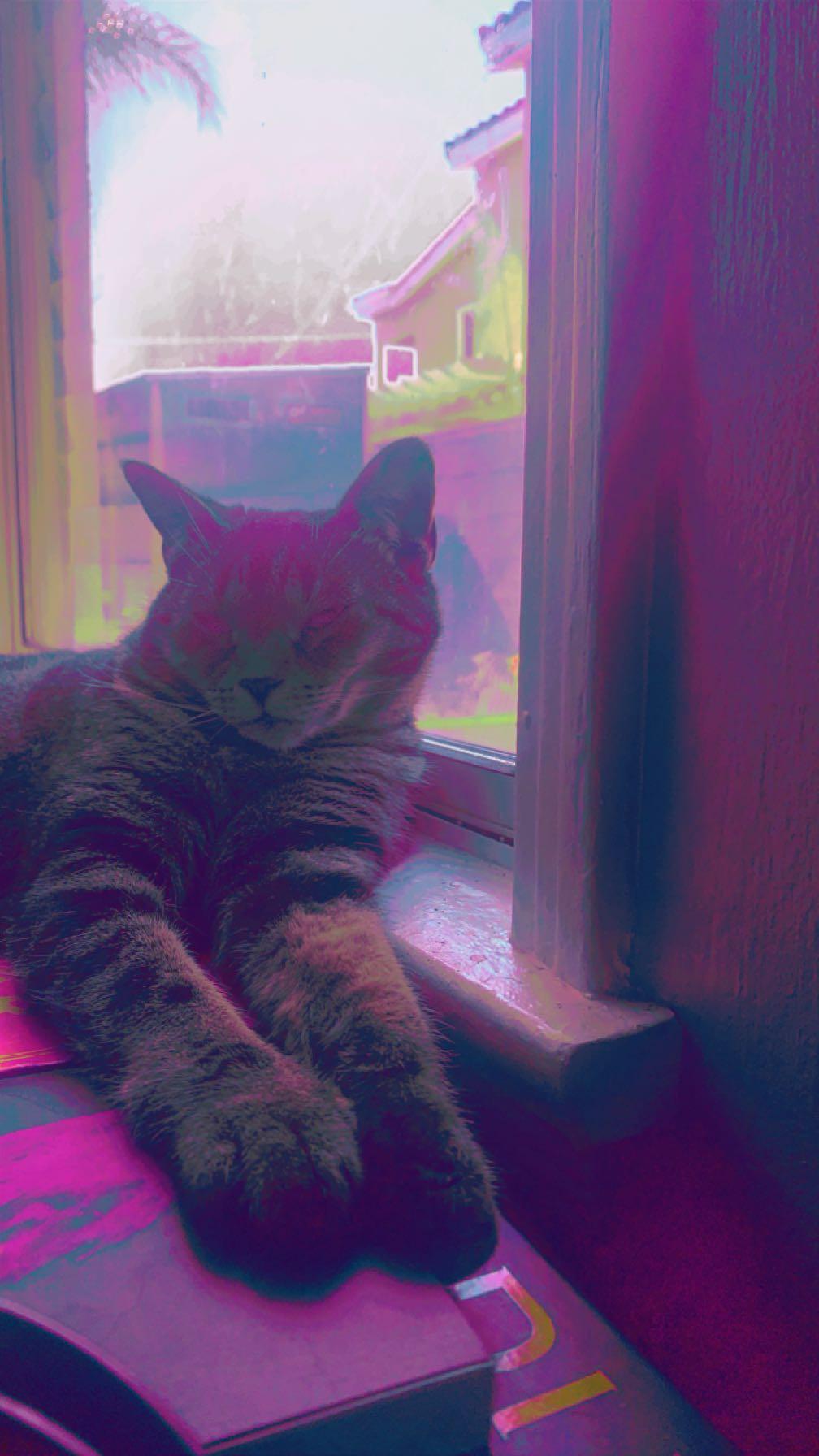 Ari, a Adoptable Domestic Short Hair in Long Beach, CA image 3/3