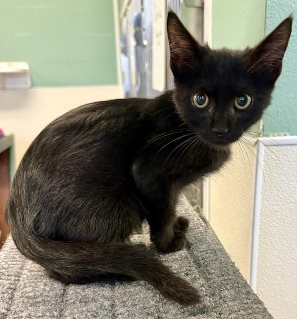 SHADAZZLE, Adoptable, Kitten Male Domestic Short Hair.