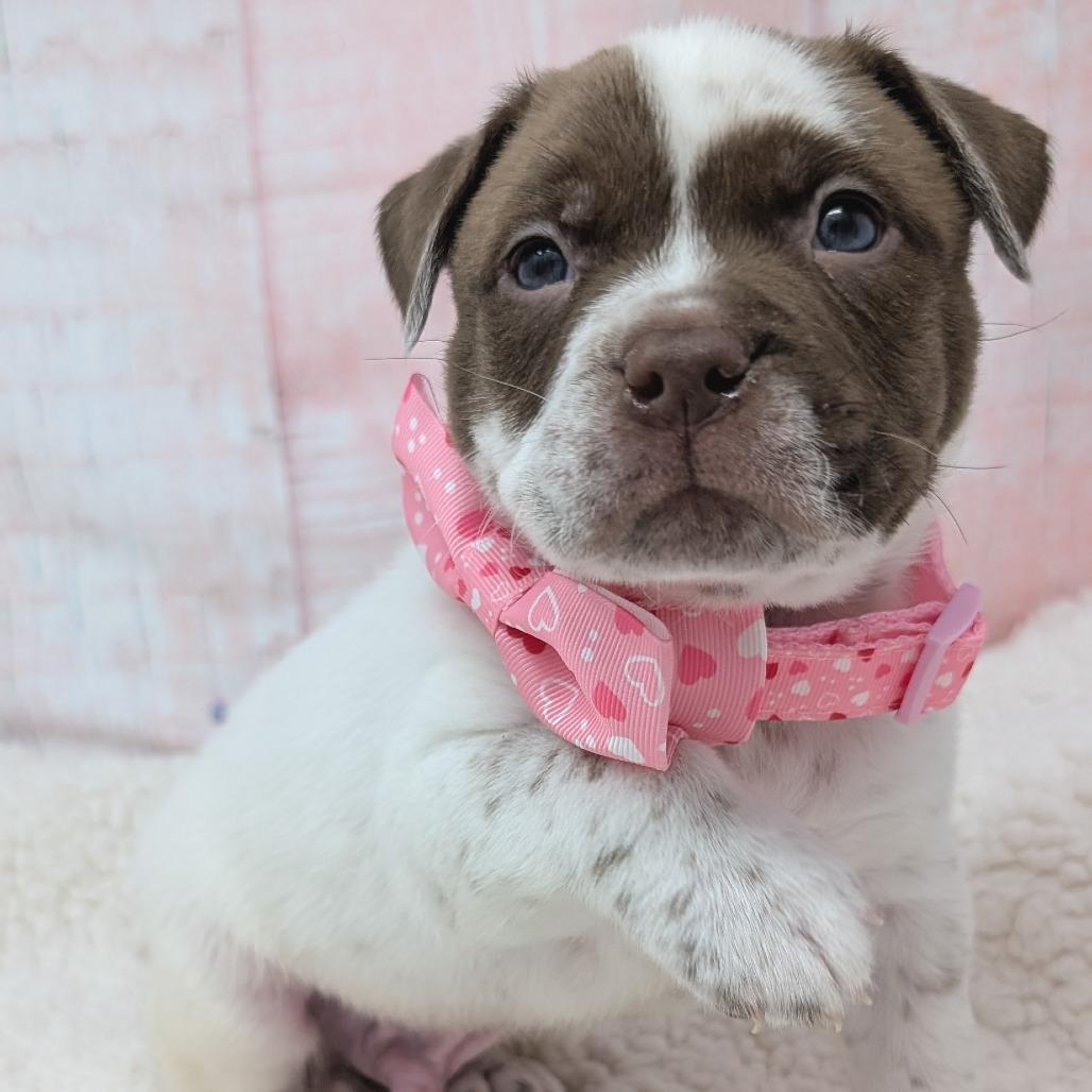 Enlarge Russell, a Adoptable mixed breed in Durham, NC image 1/6