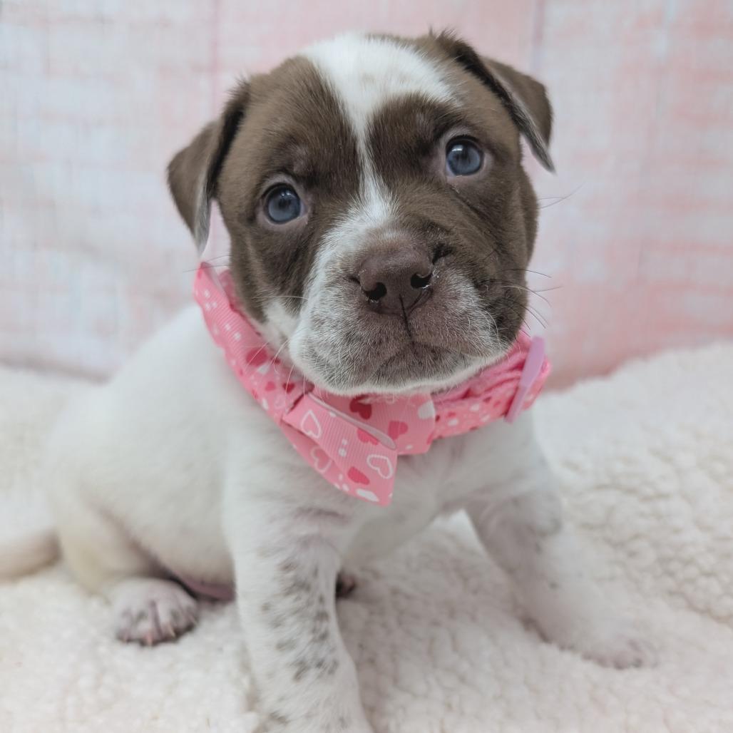 Enlarge Russell, a Adoptable mixed breed in Durham, NC image 2/6
