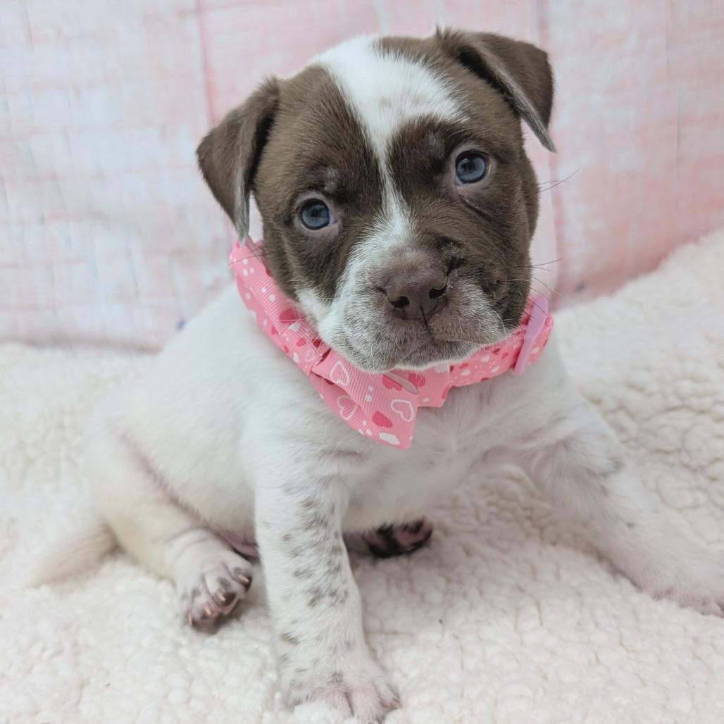 Enlarge Russell, a Adoptable mixed breed in Durham, NC image 4/6