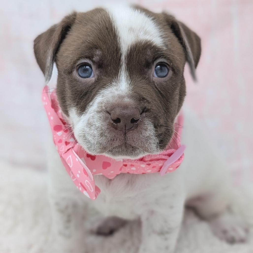 Enlarge Russell, a Adoptable mixed breed in Durham, NC image 5/6