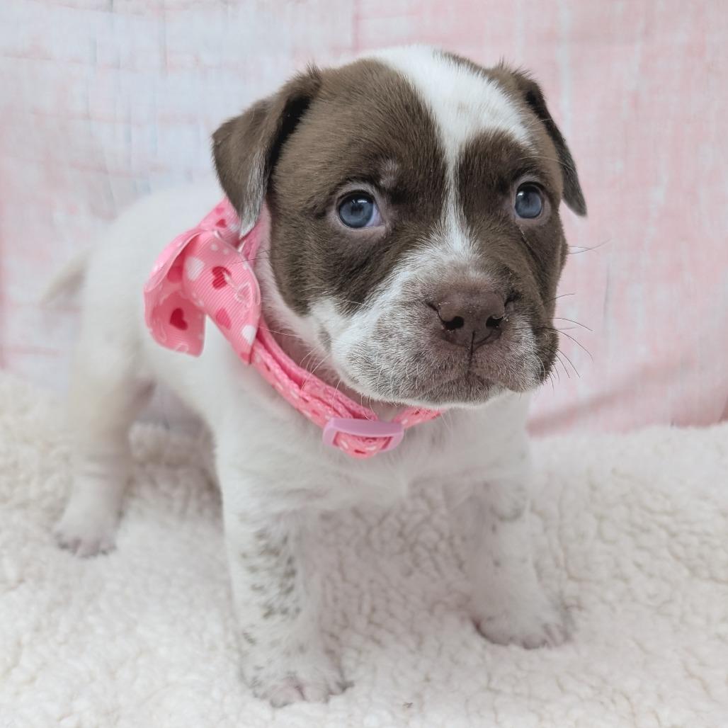 Enlarge Russell, a Adoptable mixed breed in Durham, NC image 6/6