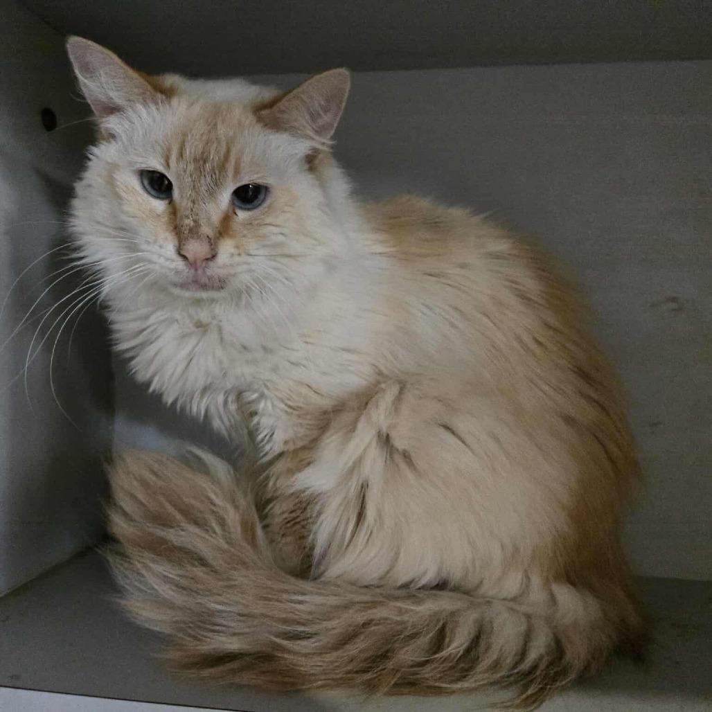 Electra-SPONSORED!, a Adoptable Domestic Long Hair in Park Falls, WI image 3/6