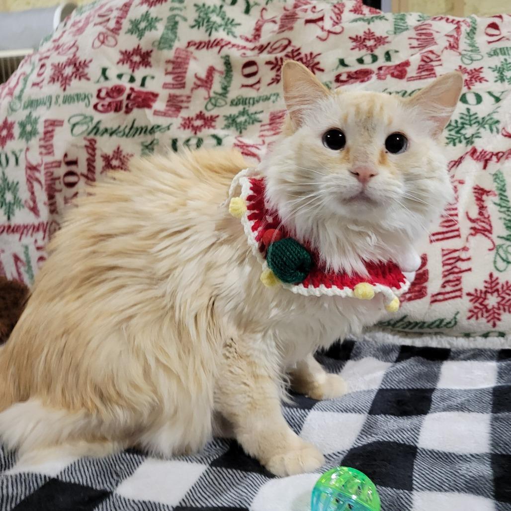 Electra-SPONSORED!, a Adoptable Domestic Long Hair in Park Falls, WI image 6/6