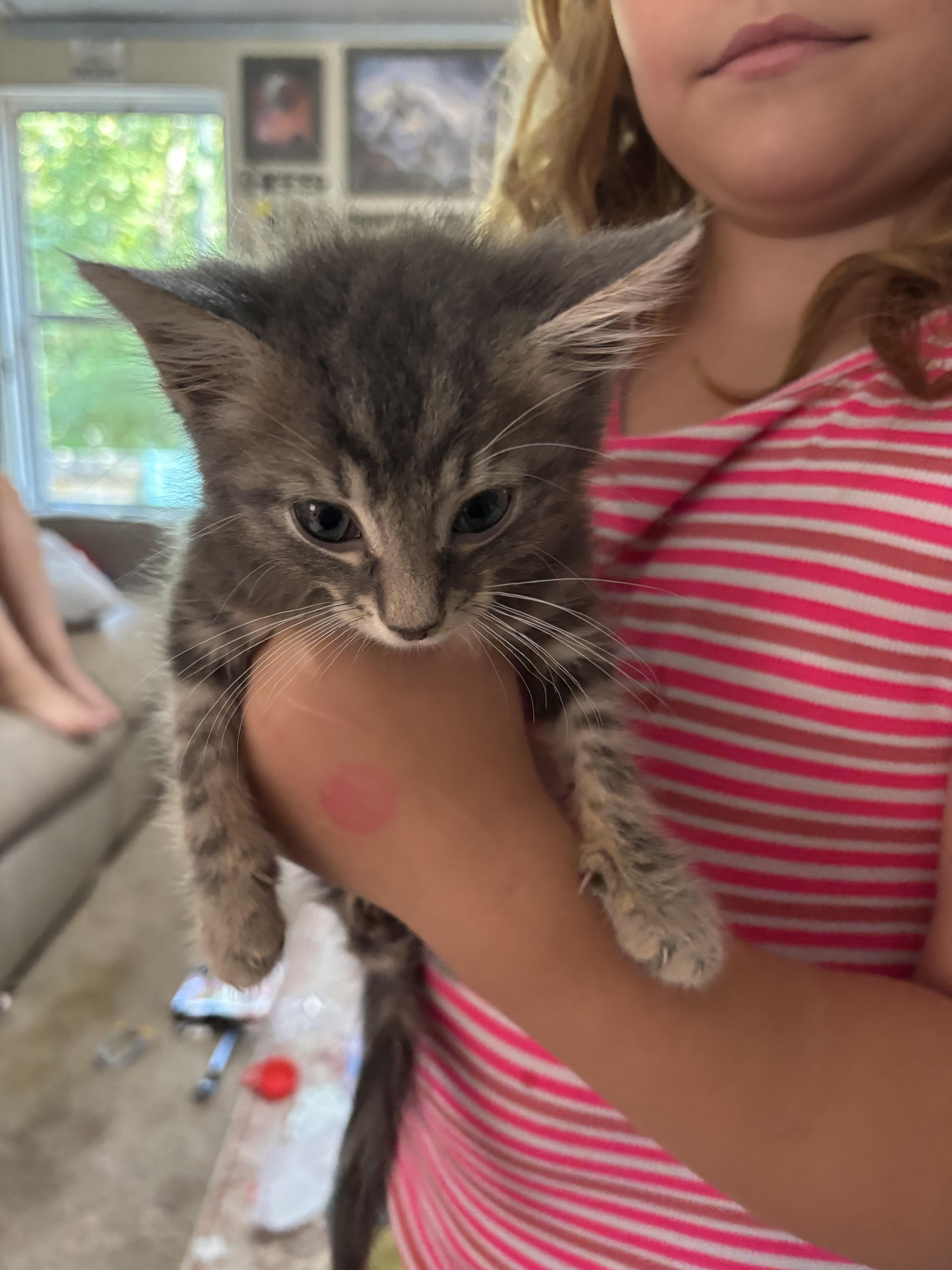 Kol, Adopted, Kitten Male Domestic Short Hair.