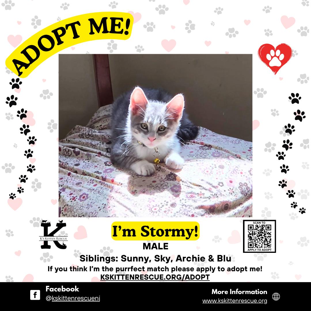Enlarge Stormy, a ADOPTABLE Domestic Short Hair in Brick, NJ image 1/1