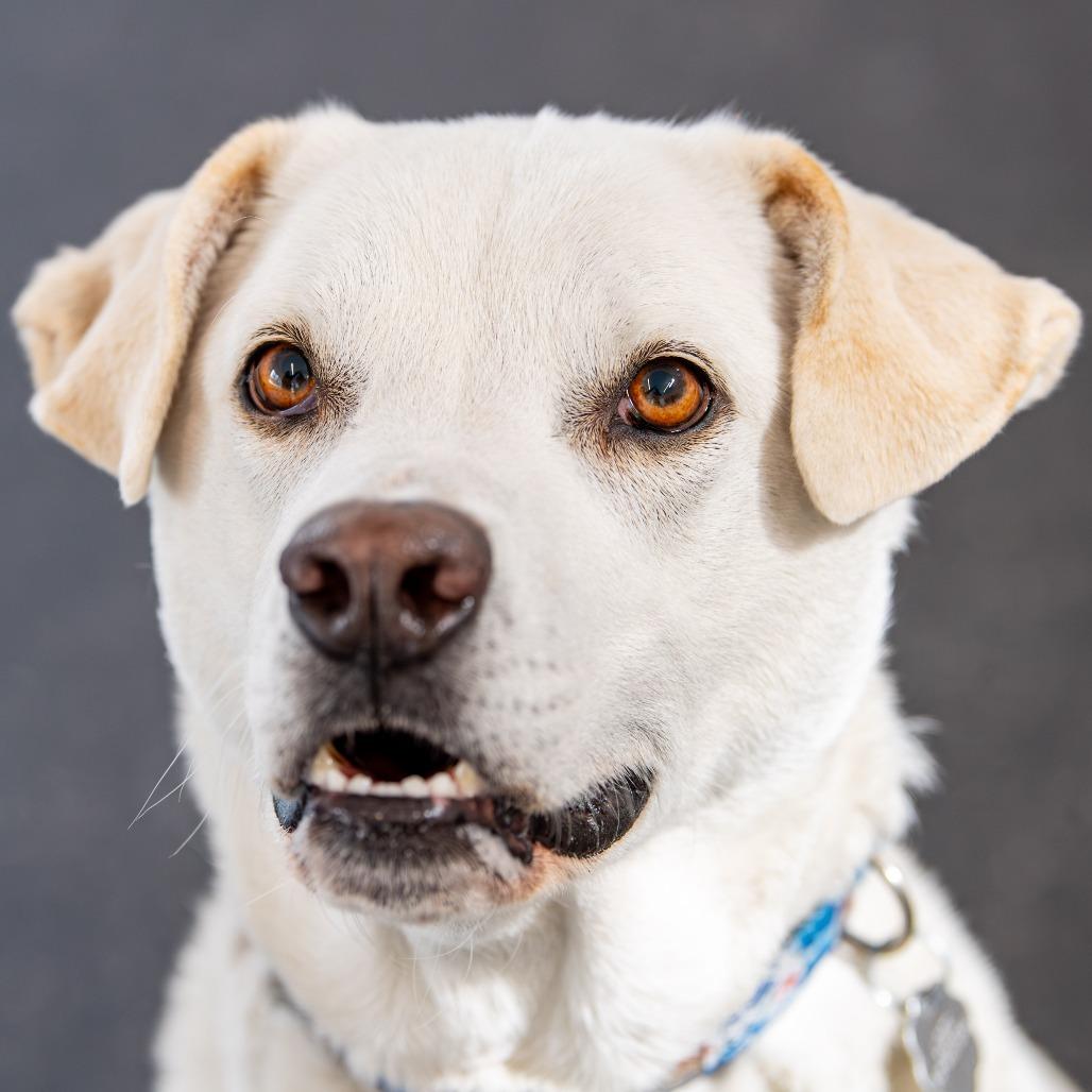 Felix *Avail by Appt*, Adoptable, Adult Male Yellow Labrador Retriever & Mixed Breed.