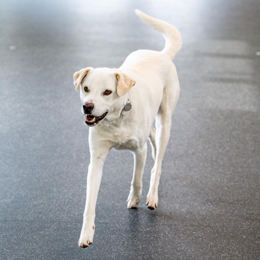 Enlarge Felix *Avail by Appt*, a Adoptable mixed breed in Kennebunk, ME image 2/6