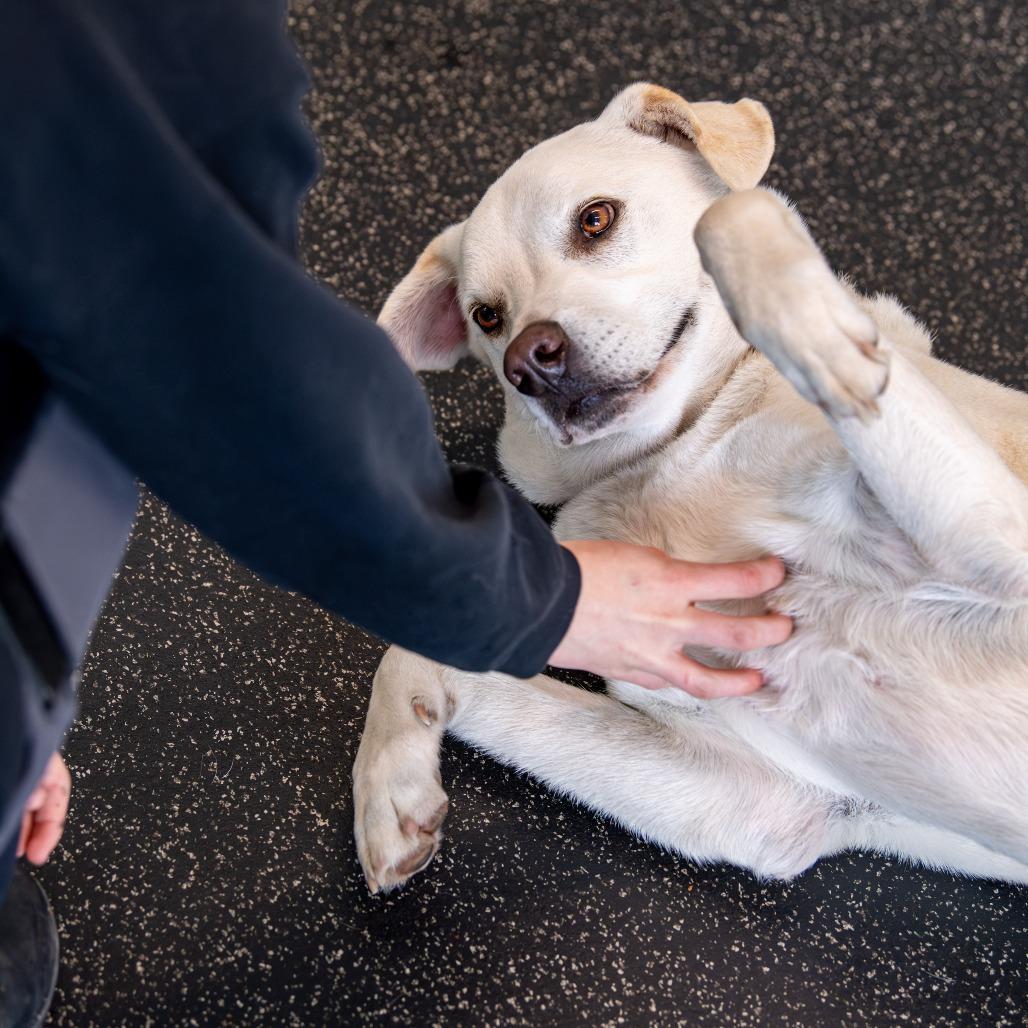 Enlarge Felix *Avail by Appt*, a Adoptable mixed breed in Kennebunk, ME image 3/6