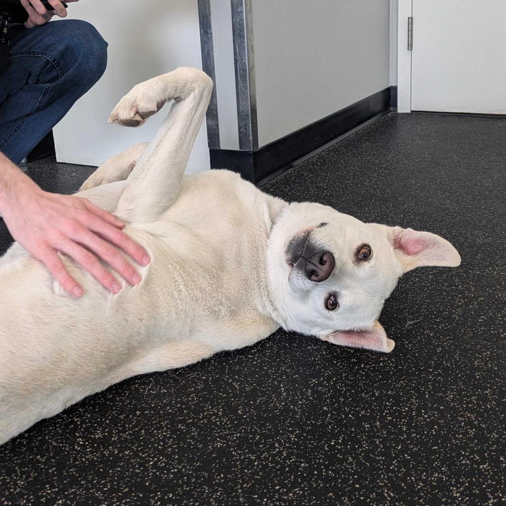 Enlarge Felix *Avail by Appt*, a Adoptable mixed breed in Kennebunk, ME image 4/6