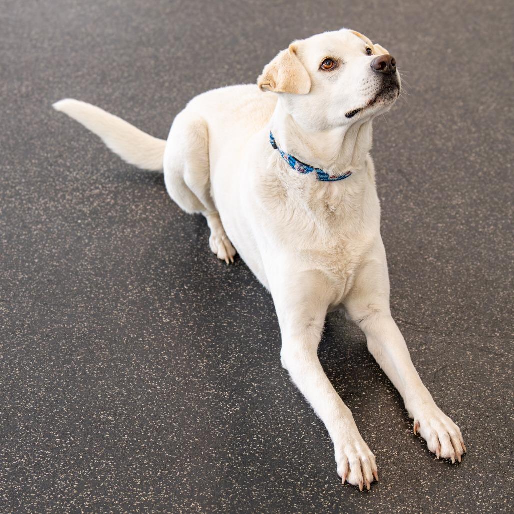 Enlarge Felix *Avail by Appt*, a Adoptable mixed breed in Kennebunk, ME image 5/6