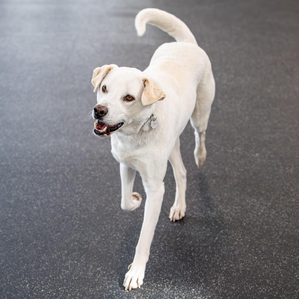 Enlarge Felix *Avail by Appt*, a Adoptable mixed breed in Kennebunk, ME image 6/6