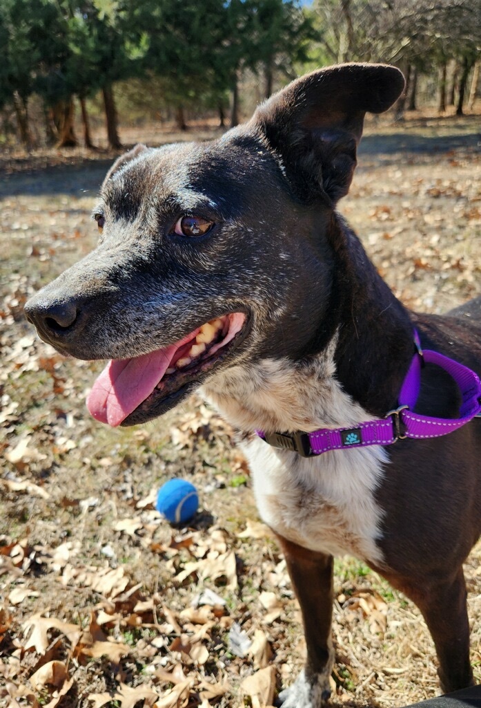 Enlarge Hope, a Adoptable mixed breed in Bartlesville, OK image 1/1