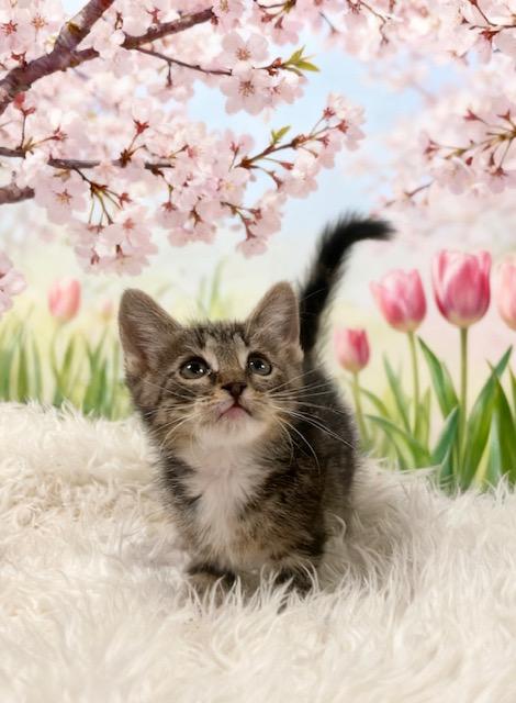 Enlarge Storm, a Adoptable Domestic Short Hair in Tehachapi, CA image 1/1