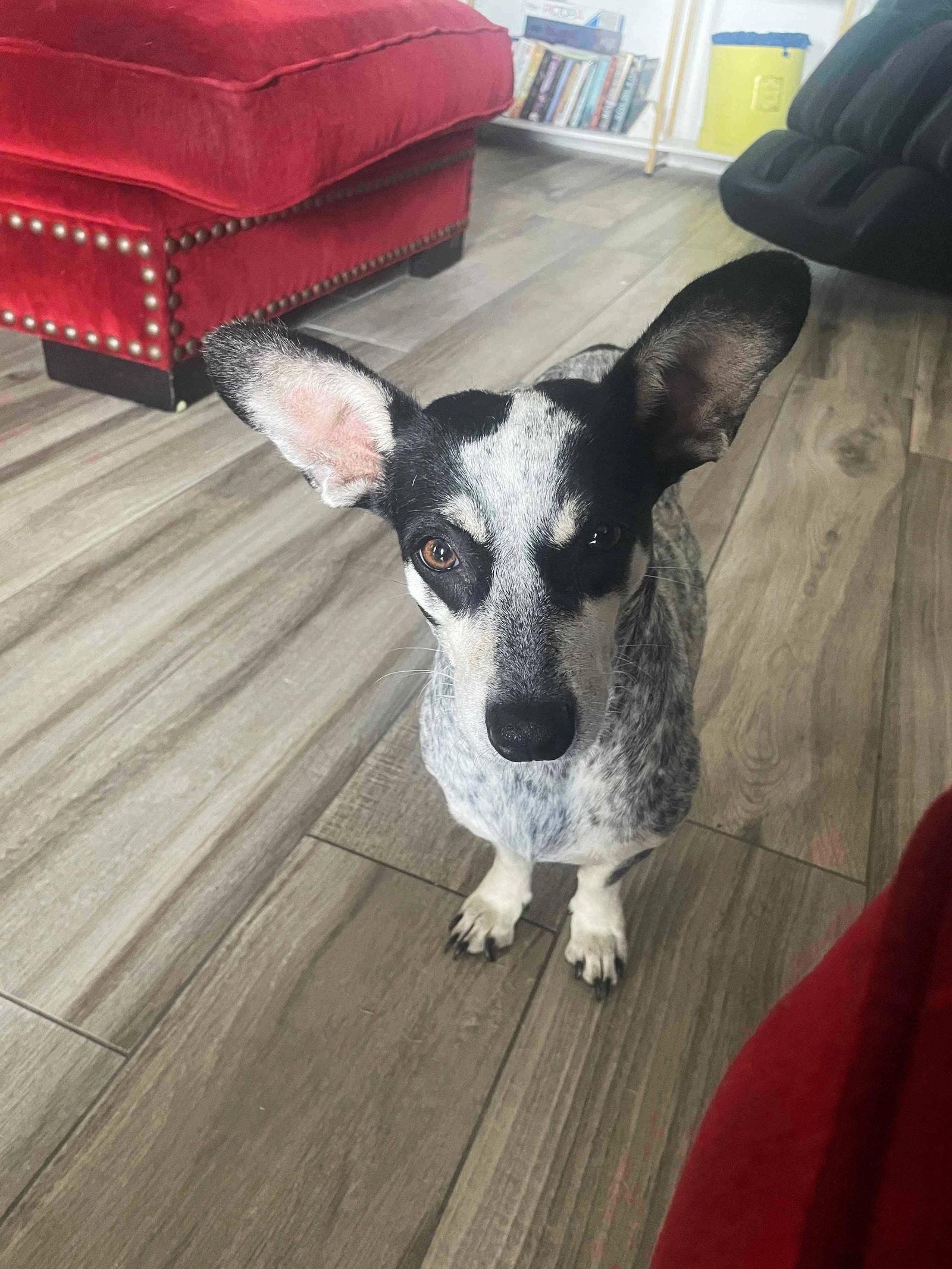 Bella, Adopted, Young Female Australian Cattle Dog / Blue Heeler.