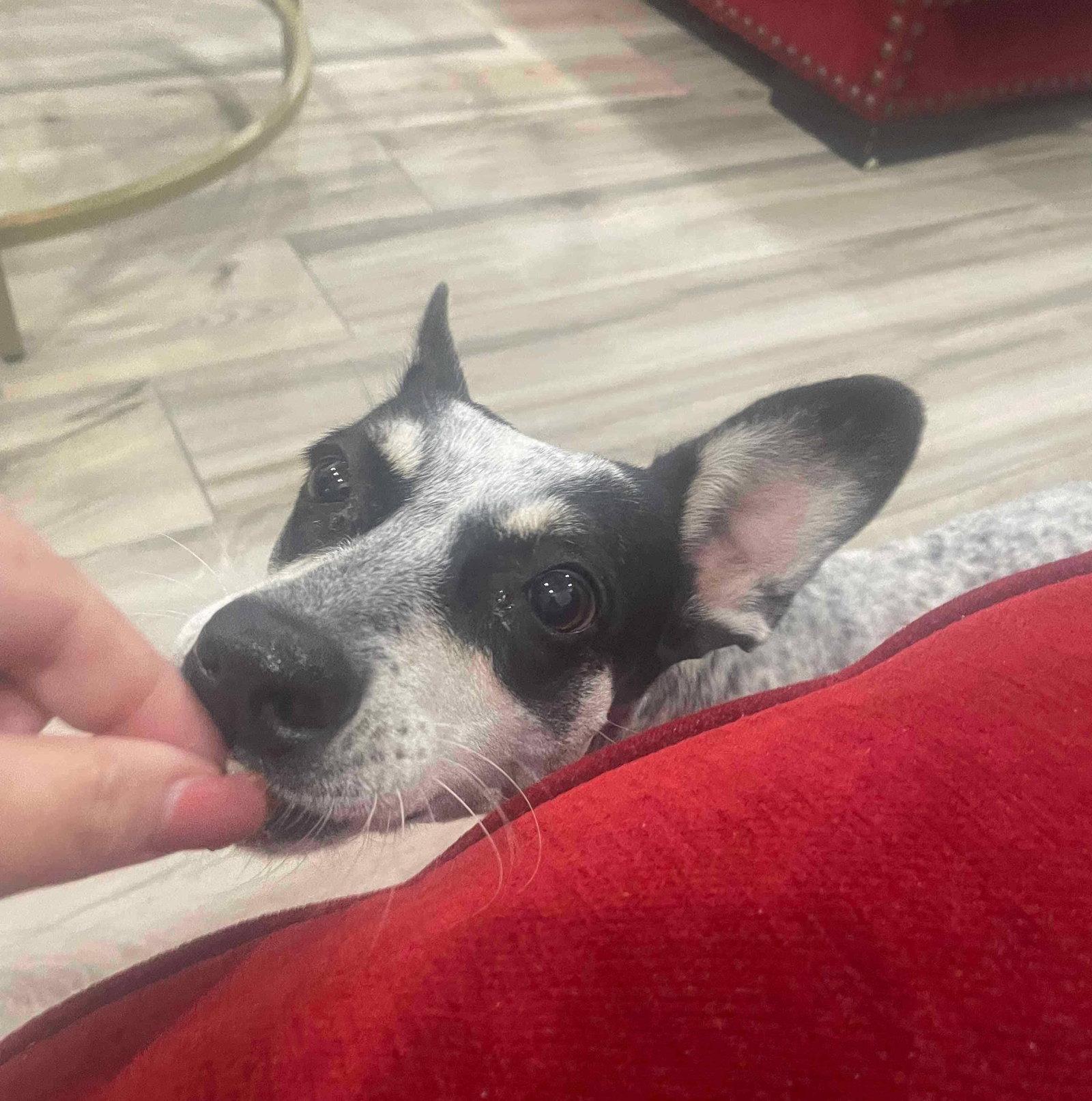 Bella, a Adopted Australian Cattle Dog / Blue Heeler in PITTSBURGH, PA image 2/2
