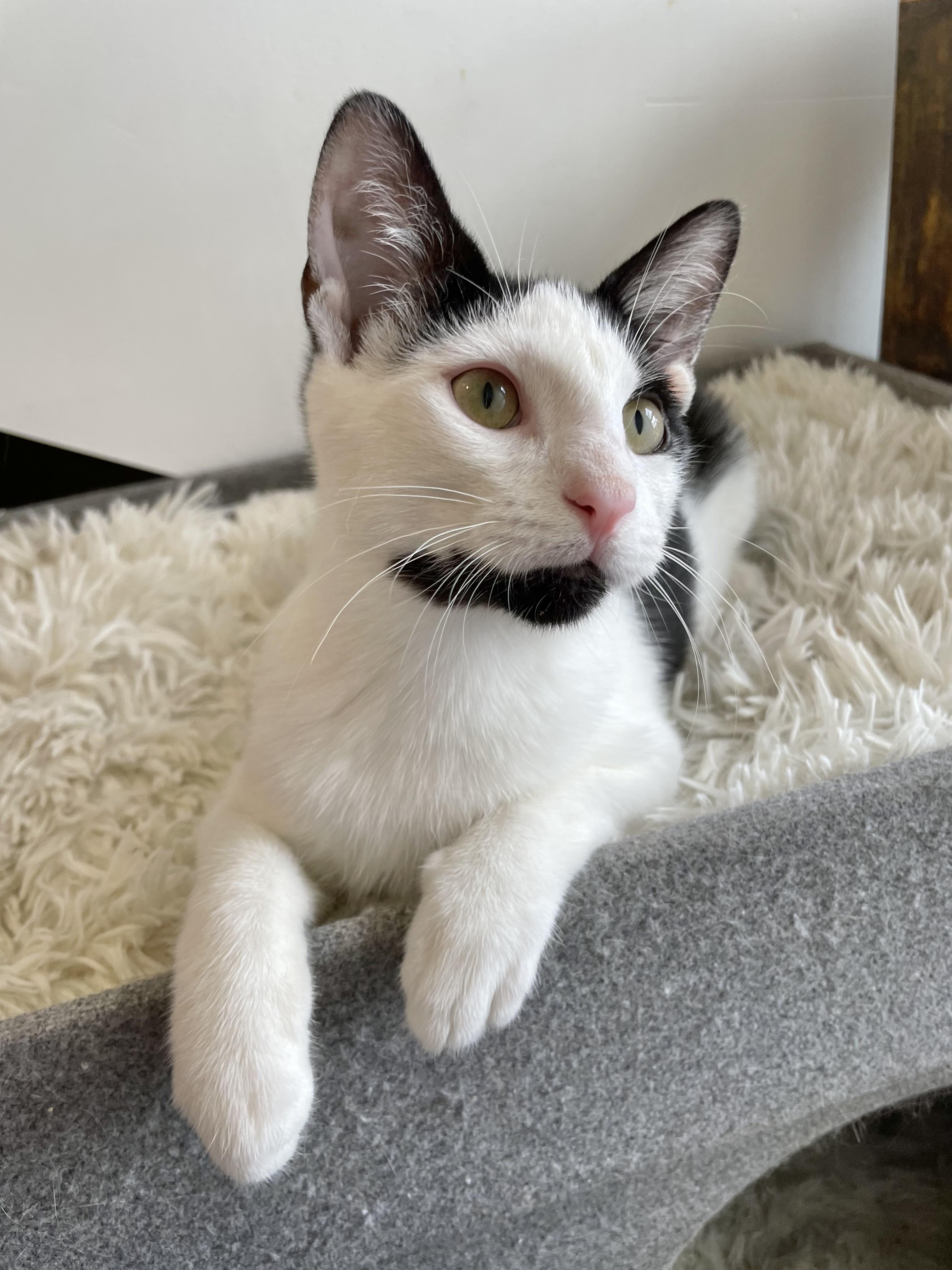 Enlarge Meow-Z, a ADOPTABLE Domestic Short Hair in Bayside, NY image 6/6