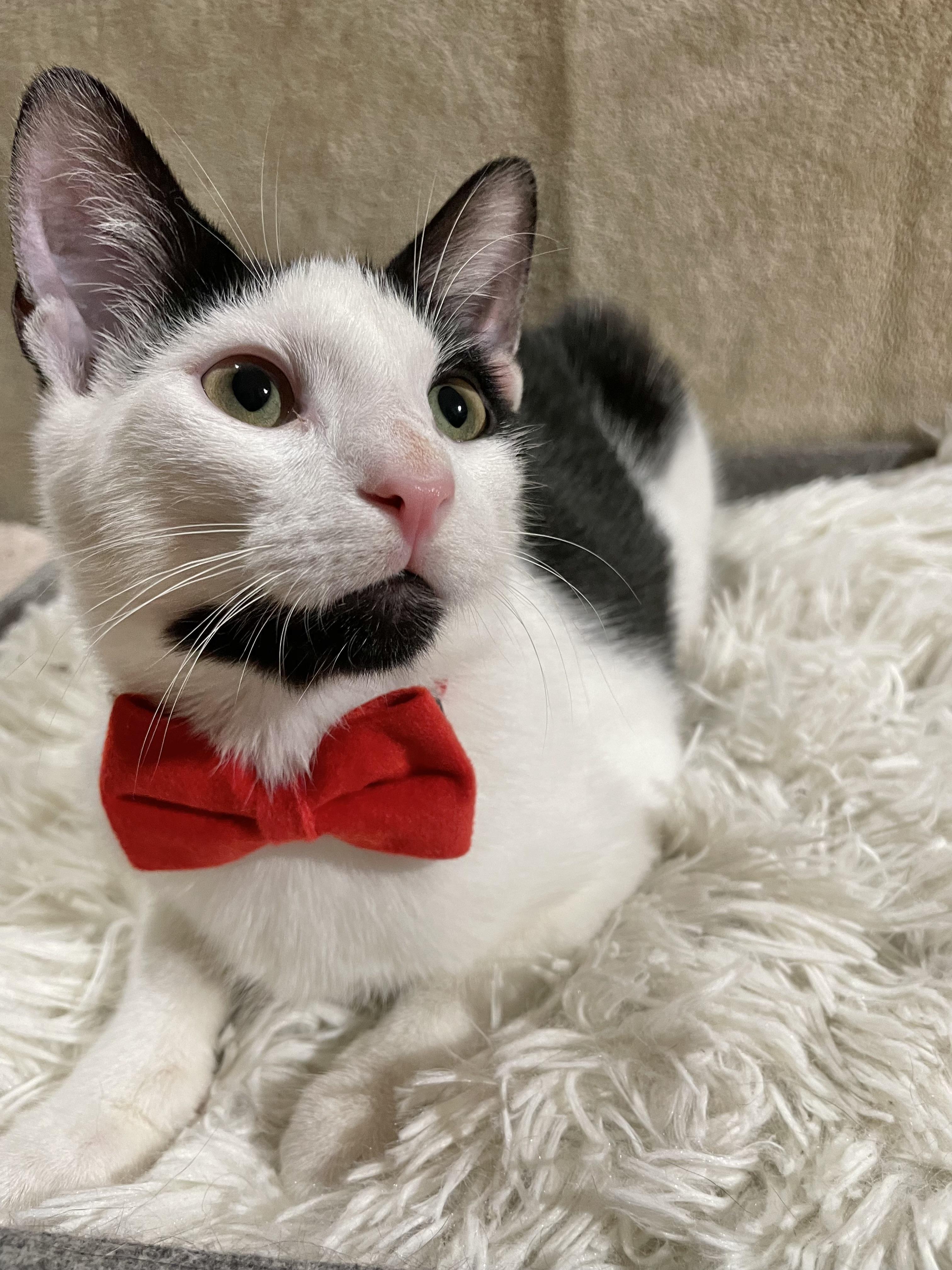 Enlarge Meow-Z, a ADOPTABLE Domestic Short Hair in Bayside, NY image 4/6