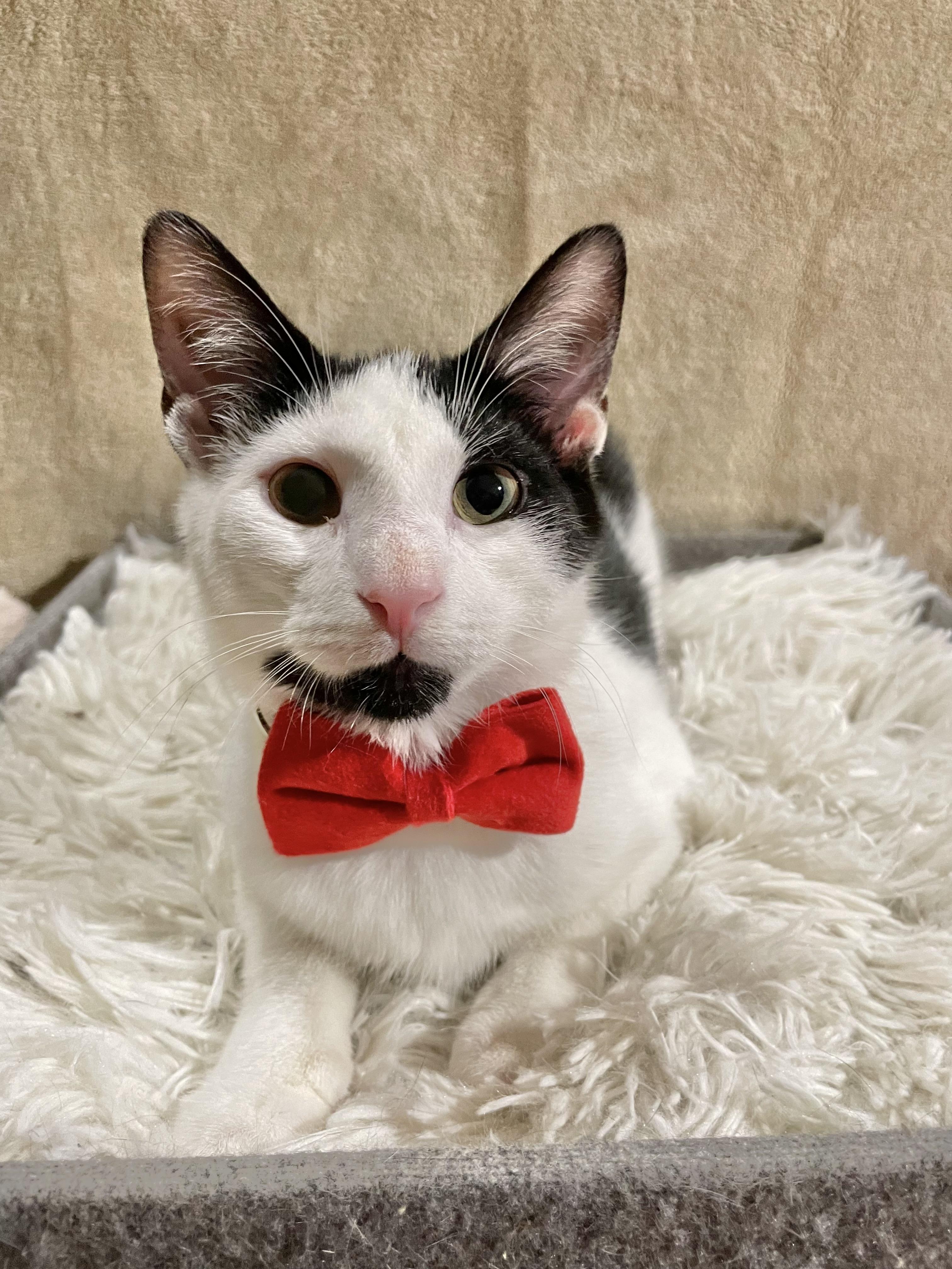 Enlarge Meow-Z, a ADOPTABLE Domestic Short Hair in Bayside, NY image 2/6