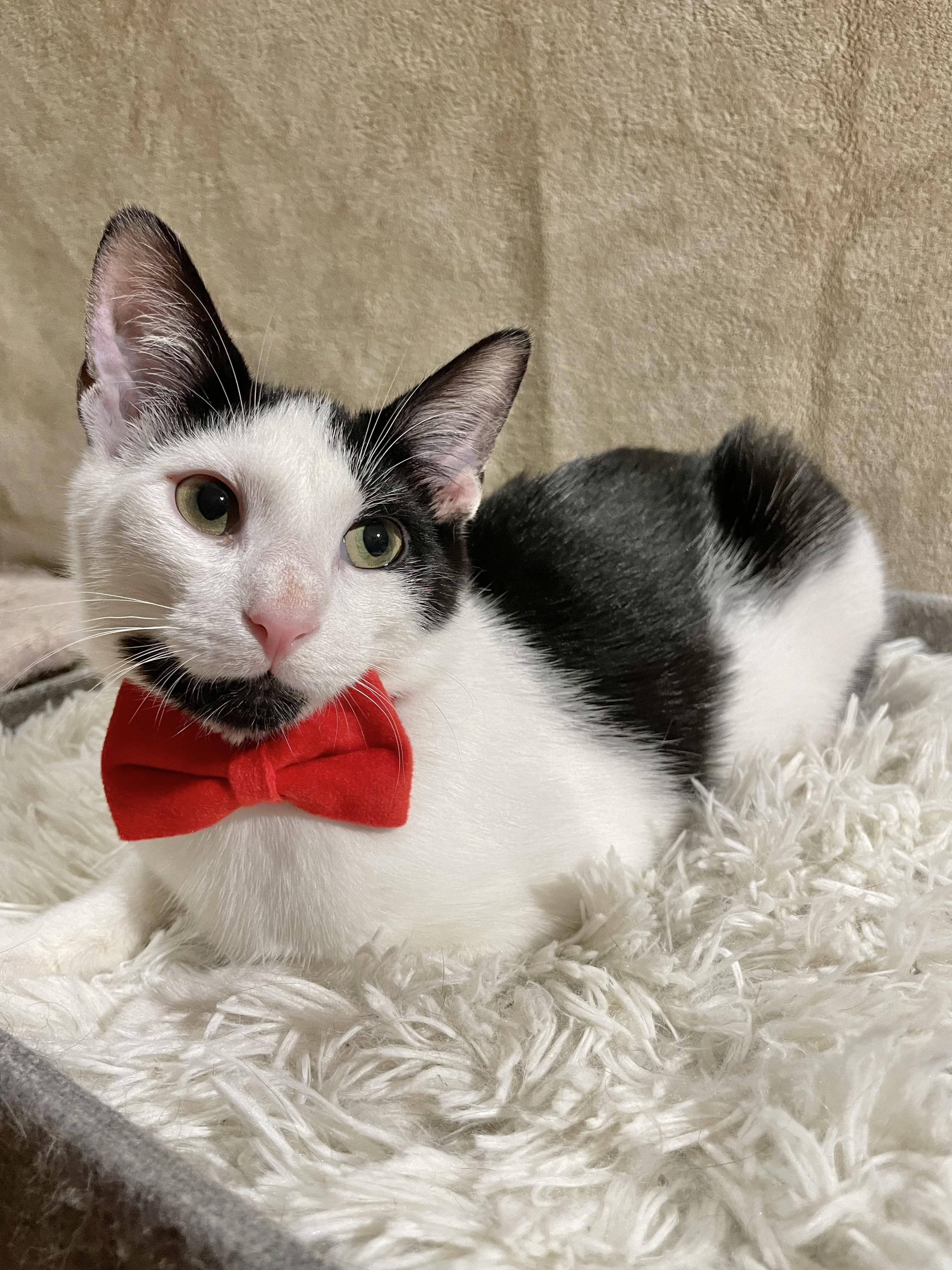 Meow-Z, ADOPTABLE, Kitten Male Domestic Short Hair.