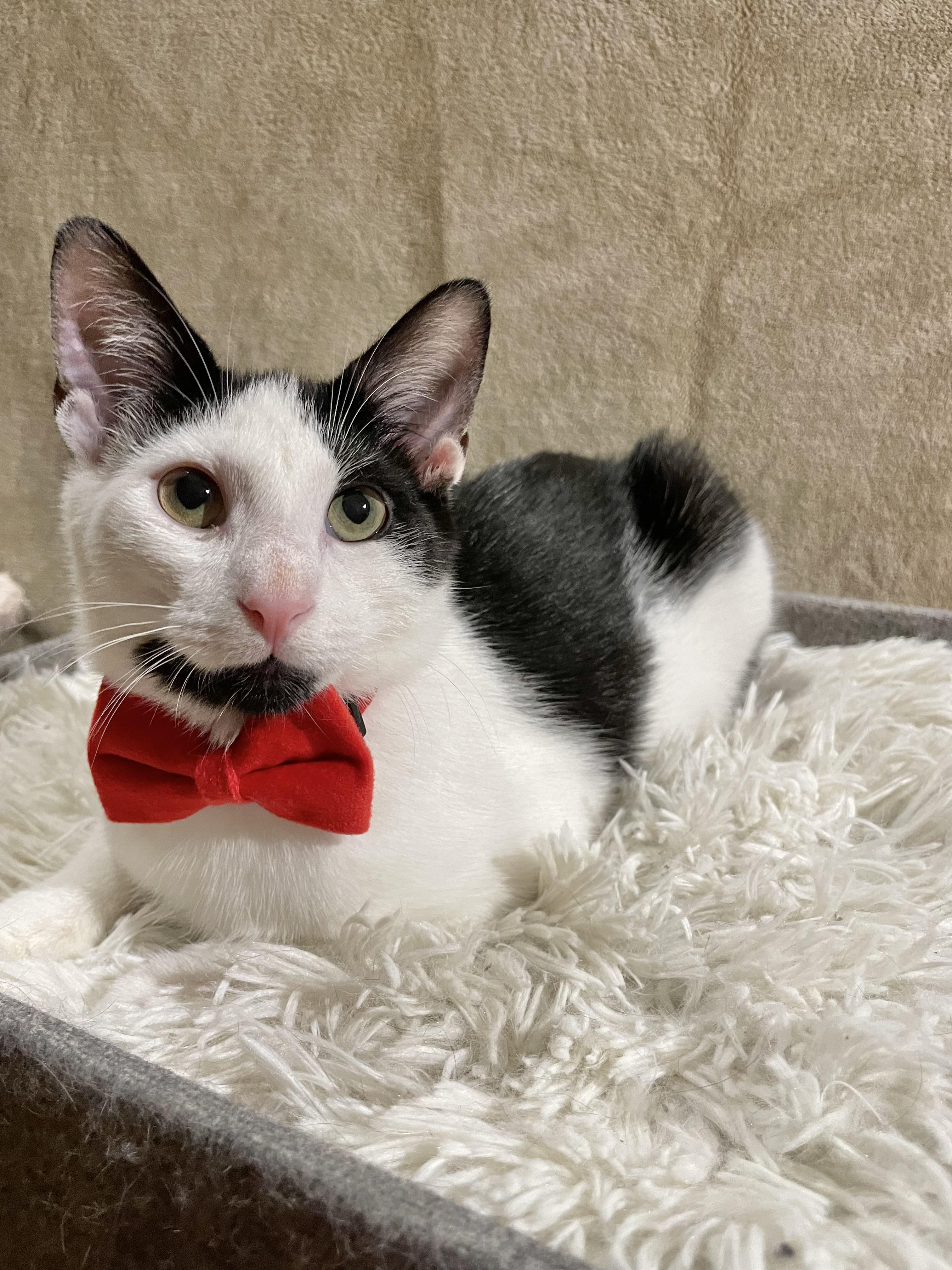 Enlarge Meow-Z, a ADOPTABLE Domestic Short Hair in Bayside, NY image 5/6