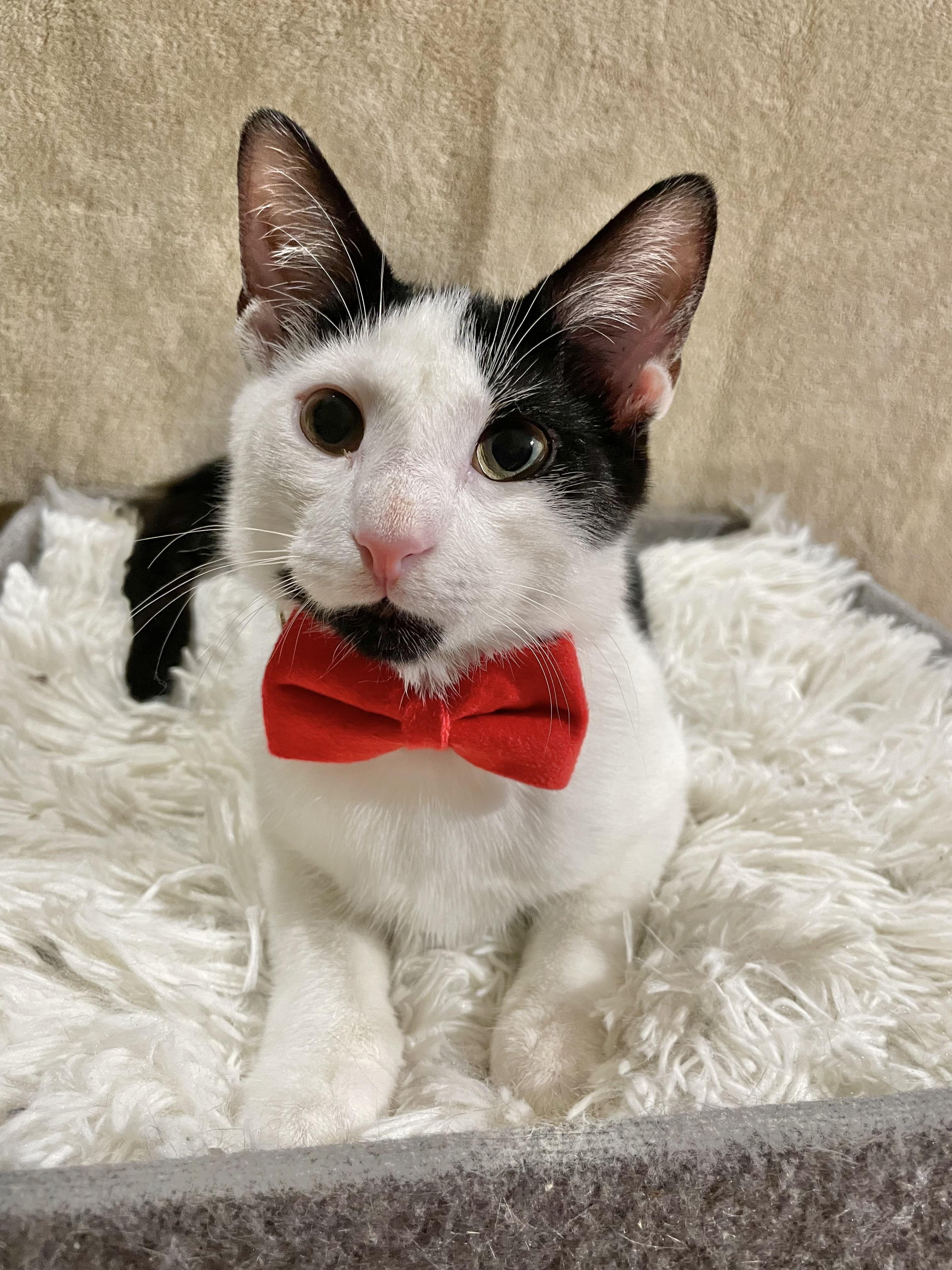 Enlarge Meow-Z, a ADOPTABLE Domestic Short Hair in Bayside, NY image 3/6
