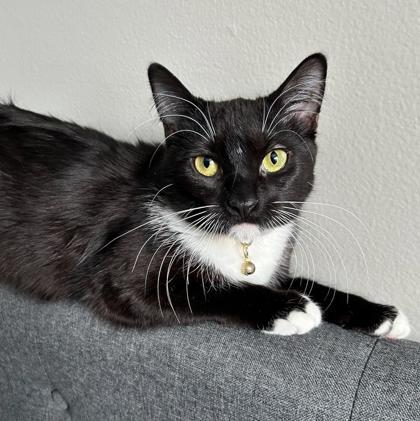 Logan, Adoptable, Young Female Domestic Short Hair & Domestic Short Hair.