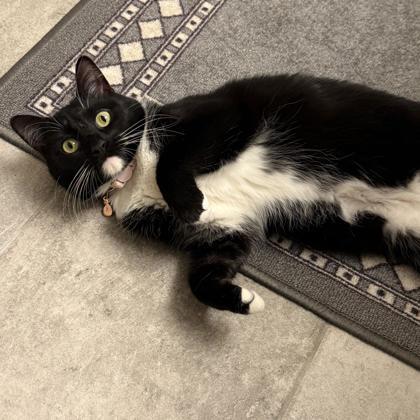 Logan, Adoptable, Young Female Domestic Short Hair & Domestic Short Hair.
