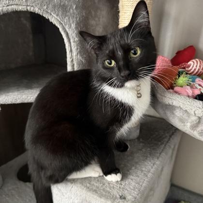 Enlarge Logan, a Adoptable Domestic Short Hair in Elk Grove Village, IL image 1/3