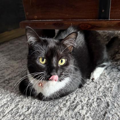 Logan, Adoptable, Young Female Domestic Short Hair & Domestic Short Hair.